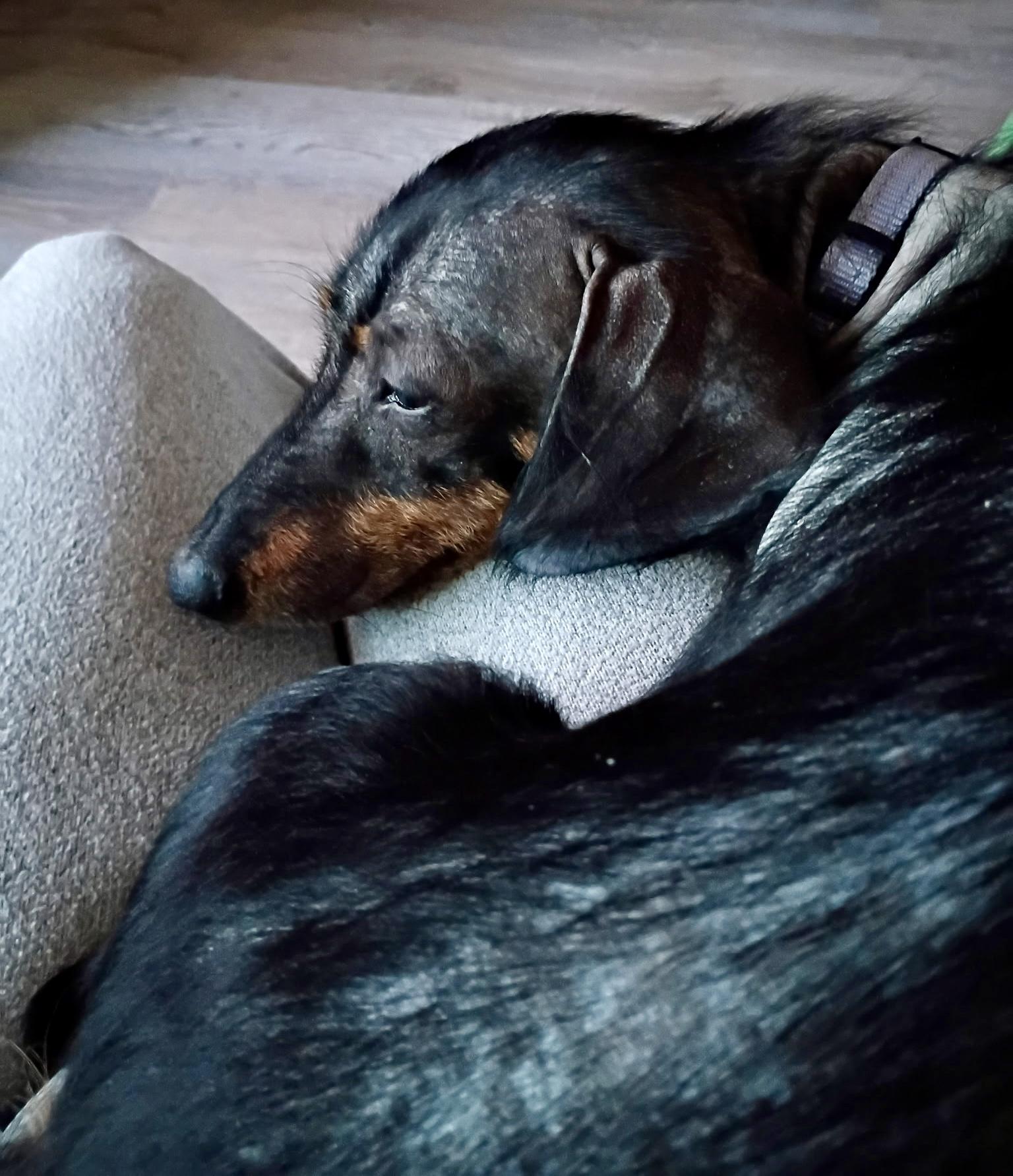 Enlarge Luna, a ADOPTABLE Dachshund in Cleveland, OH image 2/4