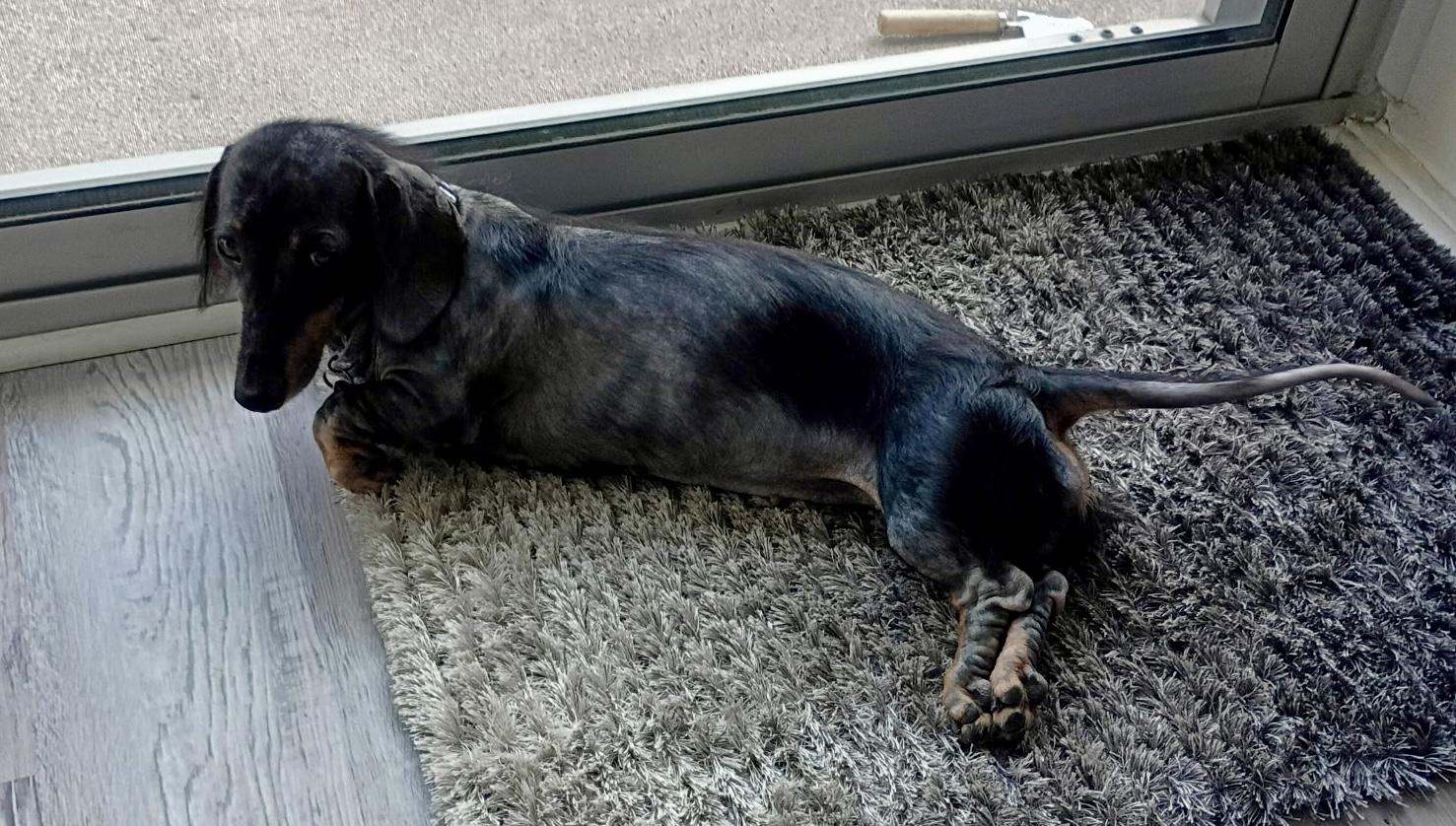 Enlarge Luna, a ADOPTABLE Dachshund in Cleveland, OH image 4/4
