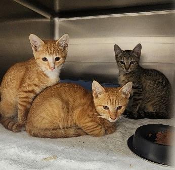 Hazel, Adoptable, Young Female Domestic Short Hair.
