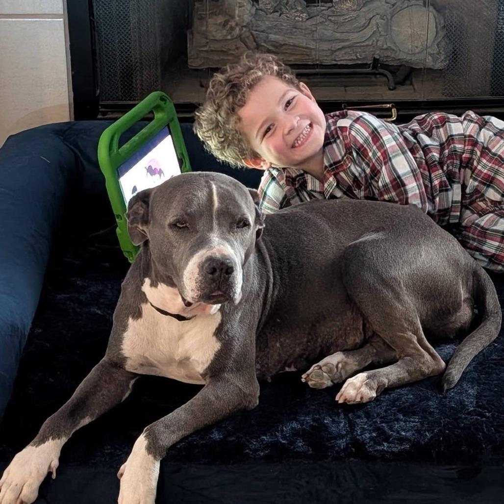 Enlarge Estrella, a Adoptable Pit Bull Terrier in Las Vegas, NV image 1/5