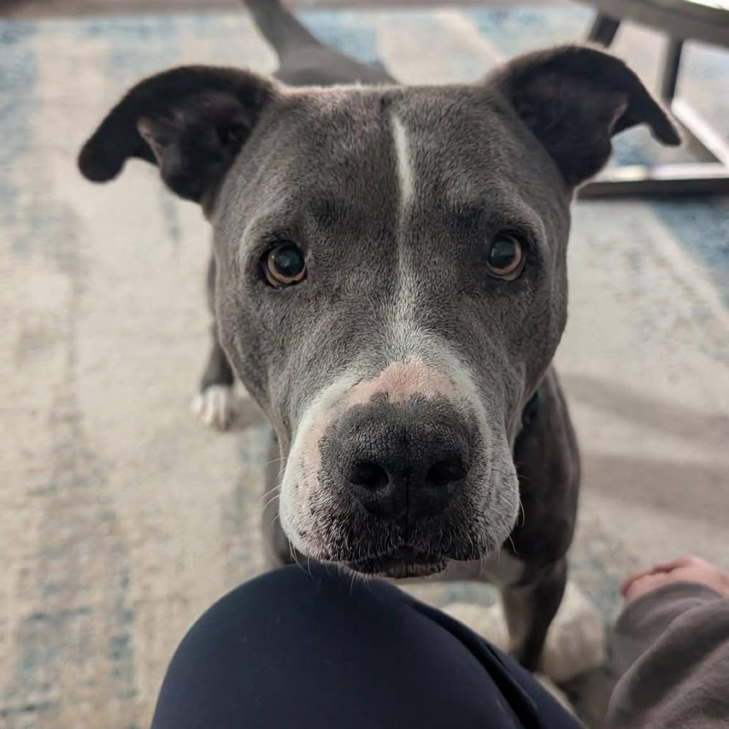 Enlarge Estrella, a Adoptable Pit Bull Terrier in Las Vegas, NV image 2/5