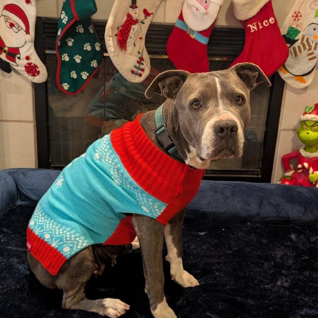 Enlarge Estrella, a Adoptable Pit Bull Terrier in Las Vegas, NV image 3/5