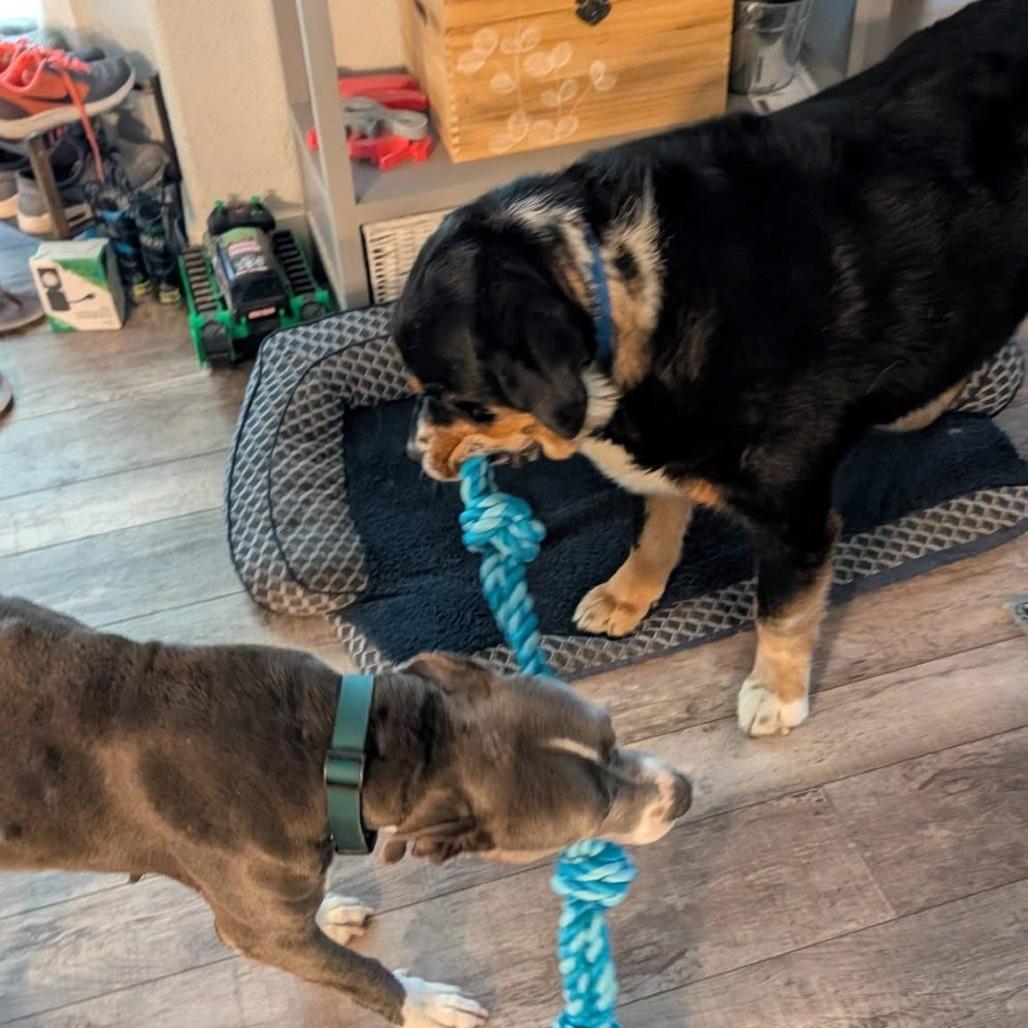 Enlarge Estrella, a Adoptable Pit Bull Terrier in Las Vegas, NV image 4/5