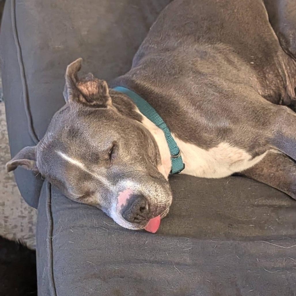 Enlarge Estrella, a Adoptable Pit Bull Terrier in Las Vegas, NV image 5/5