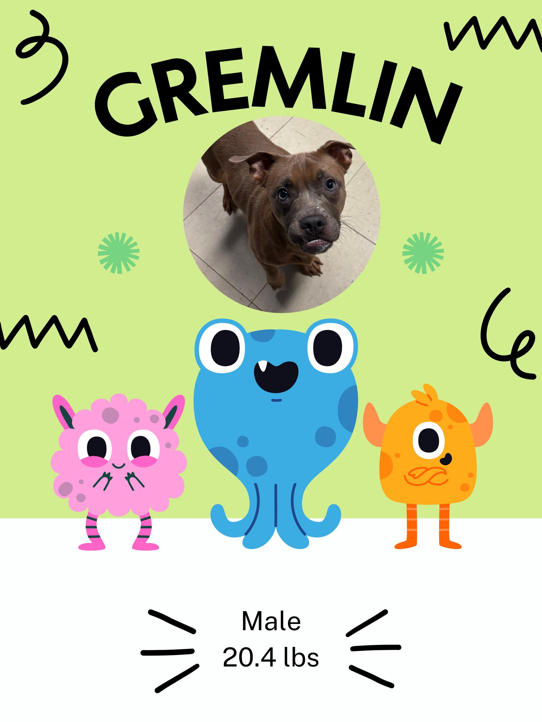 Enlarge Gremlin, a Adoptable mixed breed in McArthur, OH image 1/1