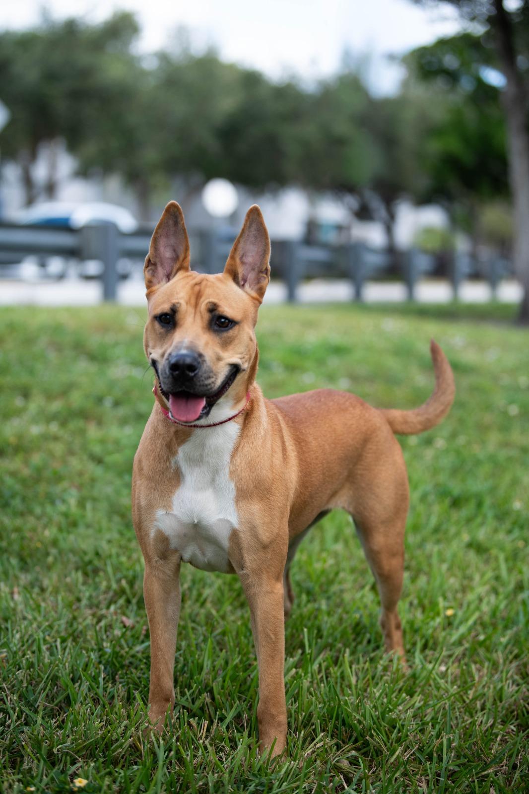 Enlarge Fox, a Adoptable Mixed Breed in Tallahassee , FL image 1/4
