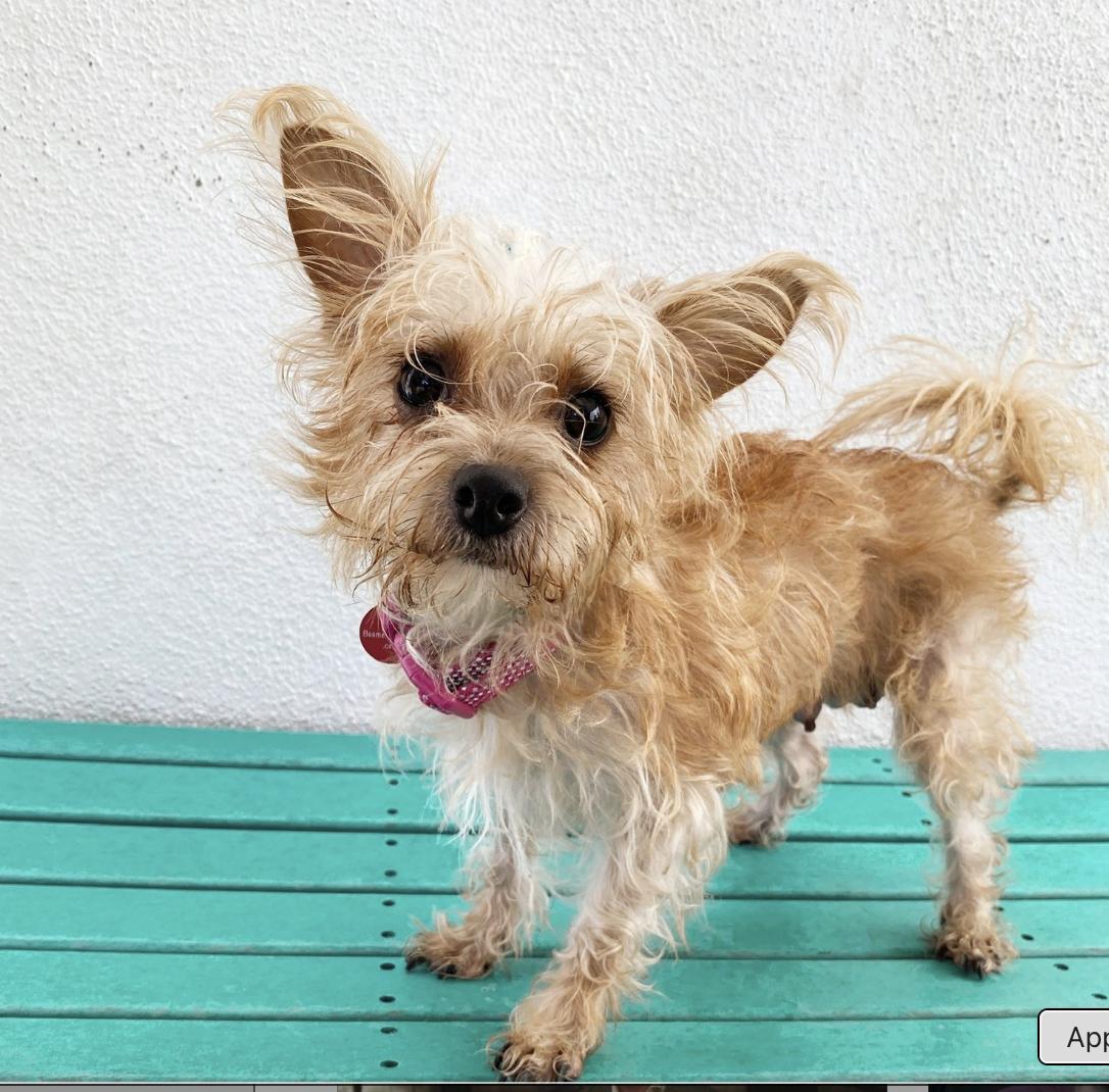 Hello My name is Rozzie I was recently rescued so the people at Wags are still