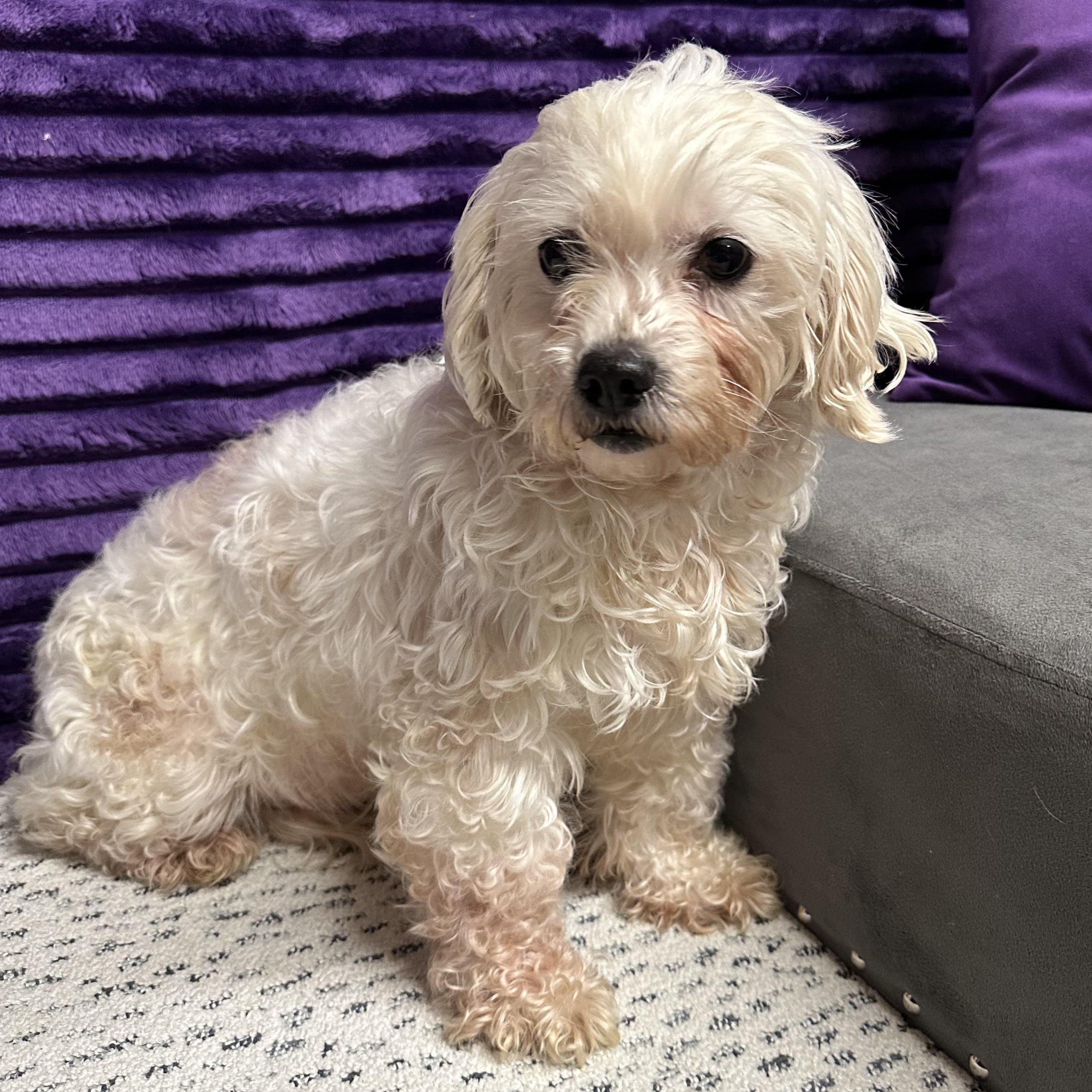 Mesa-Foster Home Needed, ADOPTABLE, Adult Female Bichon Frise.