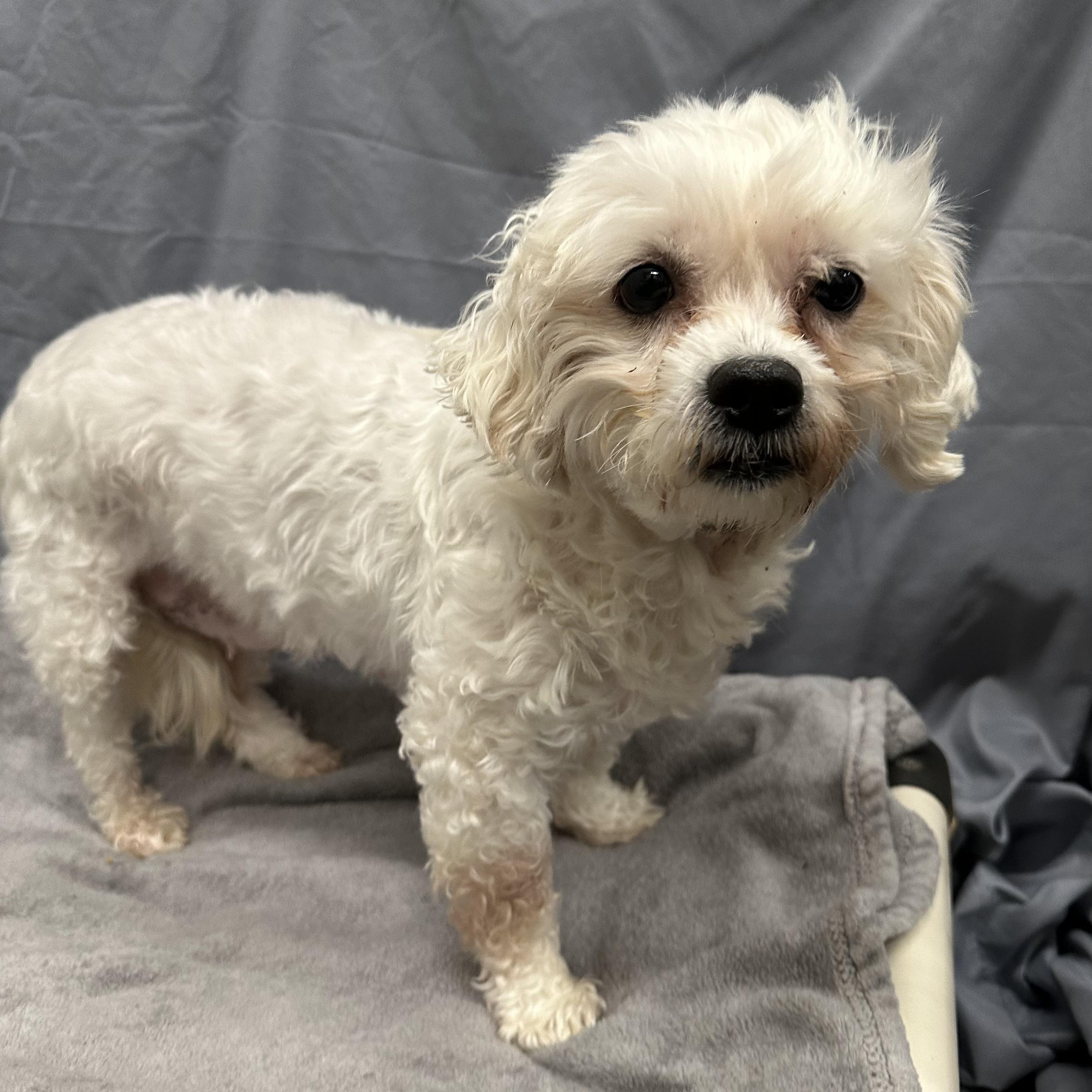 Enlarge Mesa-Foster Home Needed, a ADOPTABLE Bichon Frise in Hartland, WI image 1/6