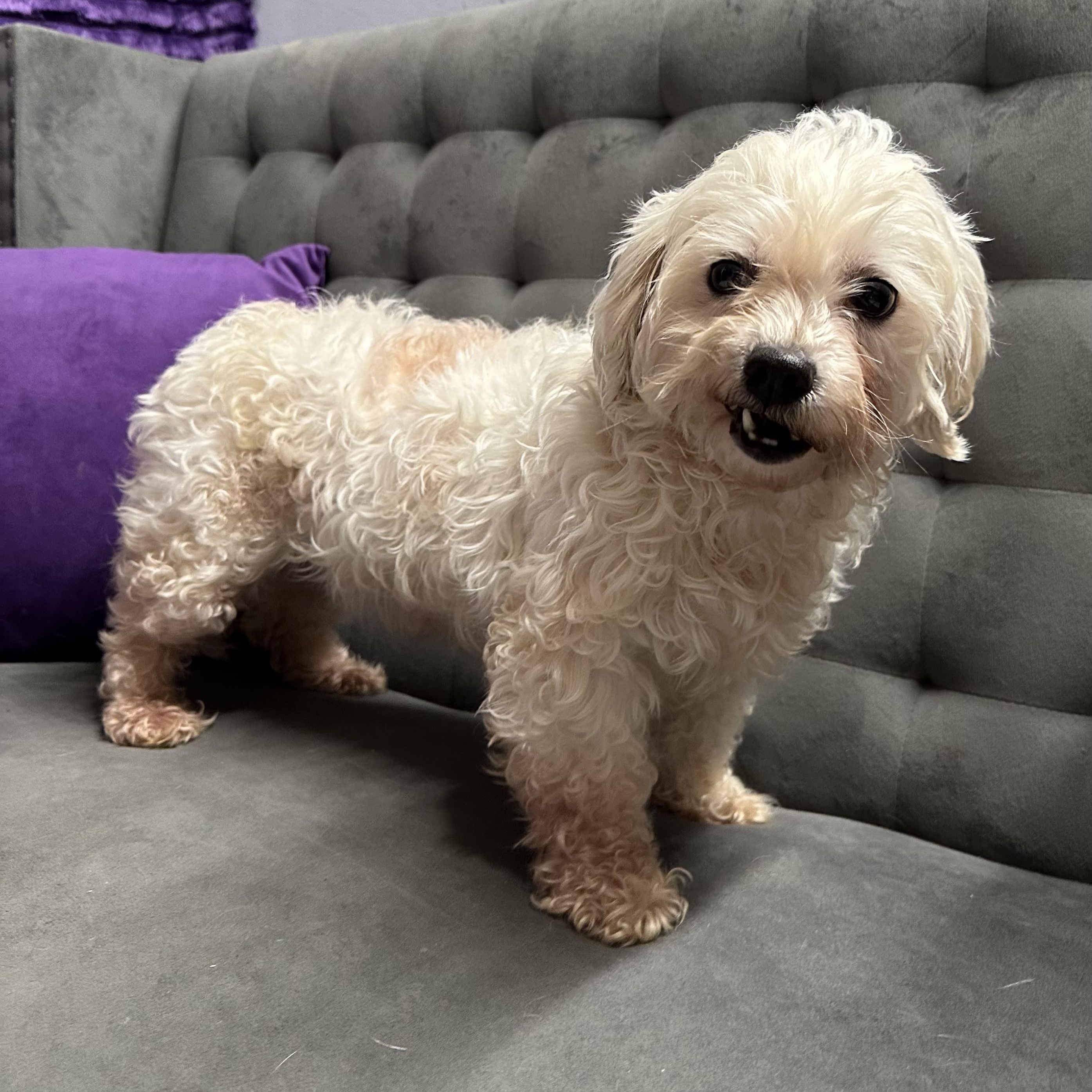 Enlarge Mesa-Foster Home Needed, a ADOPTABLE Bichon Frise in Hartland, WI image 4/6