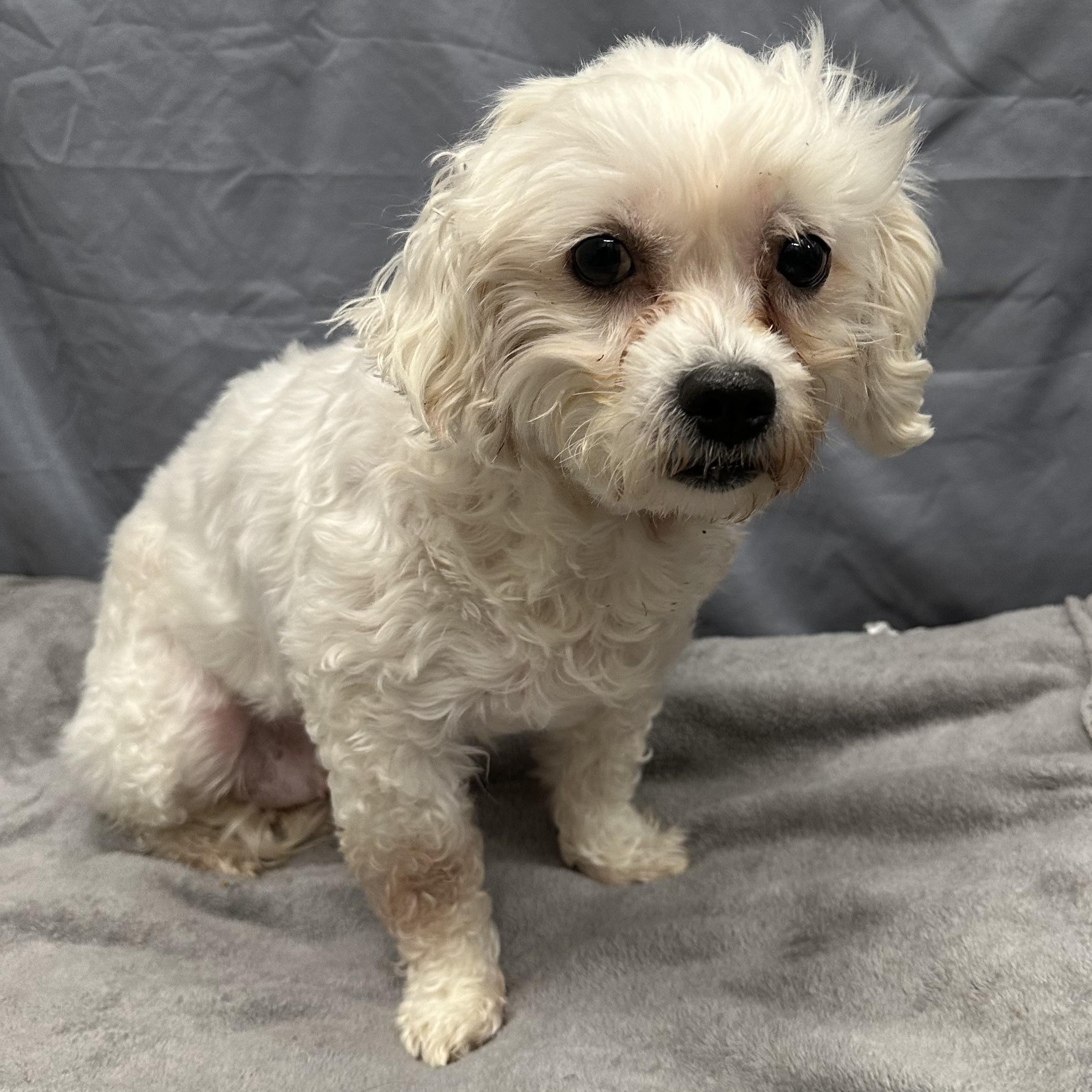 Enlarge Mesa-Foster Home Needed, a ADOPTABLE Bichon Frise in Hartland, WI image 4/6