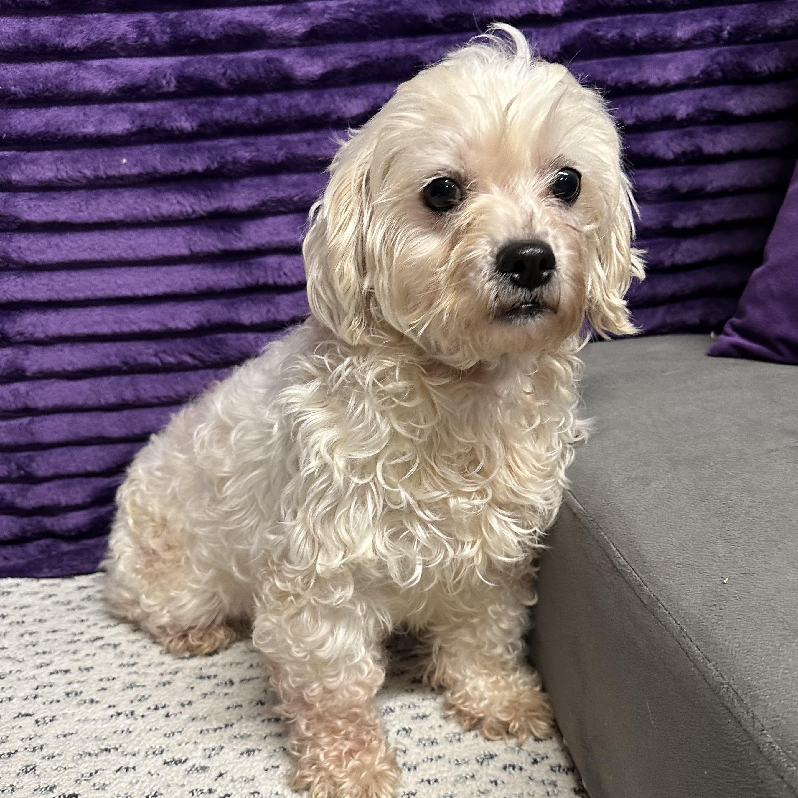 Enlarge Mesa-Foster Home Needed, a ADOPTABLE Bichon Frise in Hartland, WI image 3/6