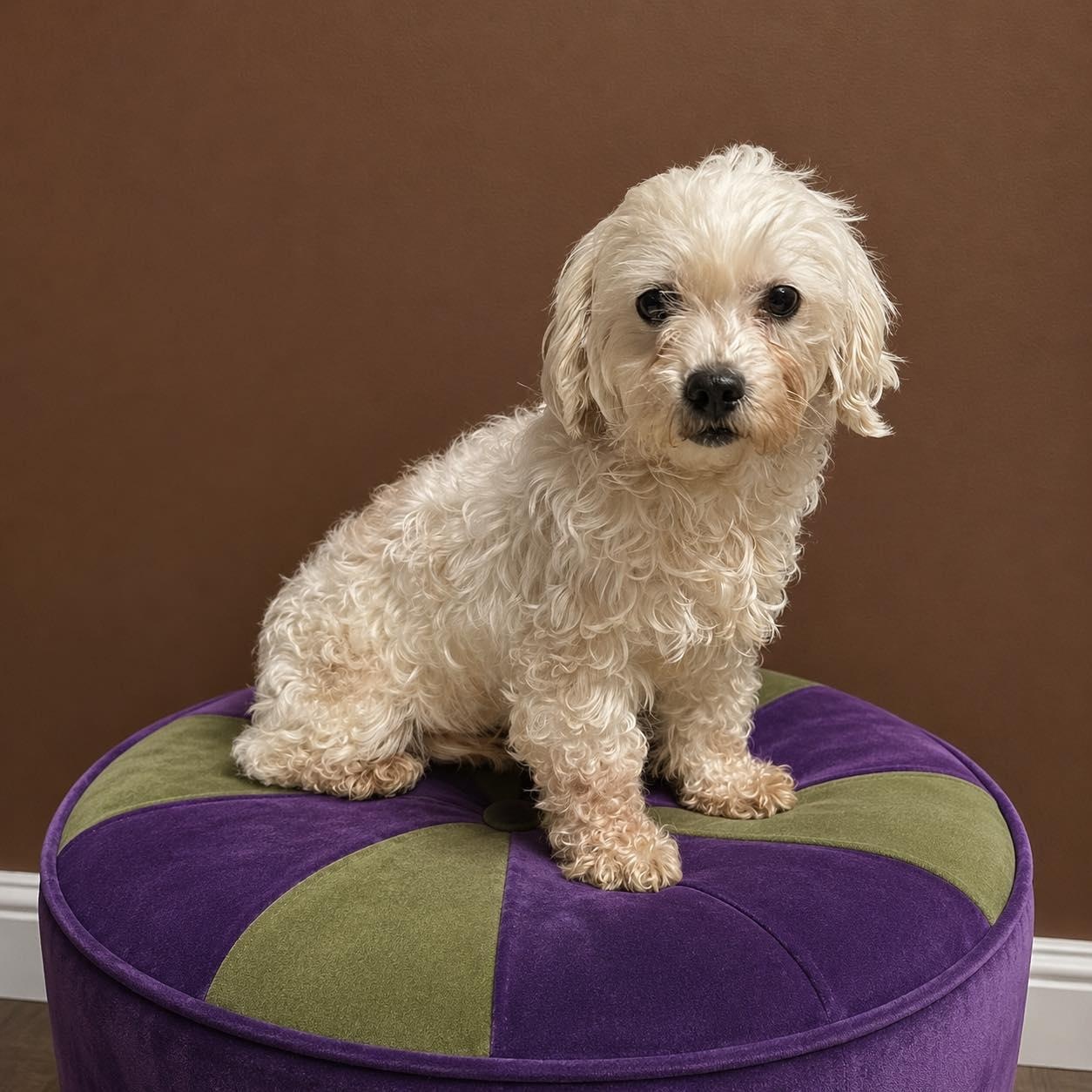 Mesa-Foster Home Needed, a ADOPTABLE Bichon Frise in Hartland, WI image 5/6