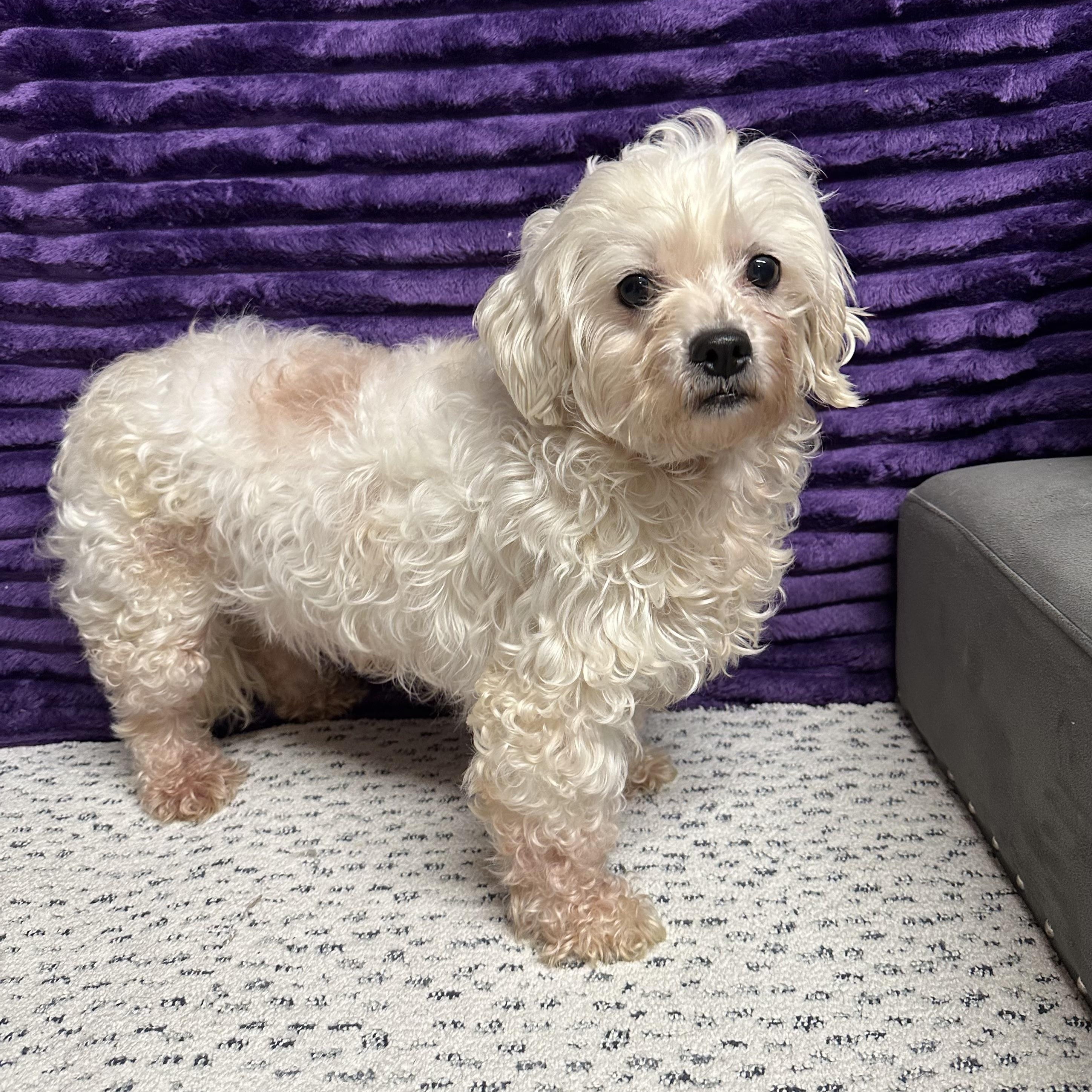 Enlarge Mesa-Foster Home Needed, a ADOPTABLE Bichon Frise in Hartland, WI image 5/6