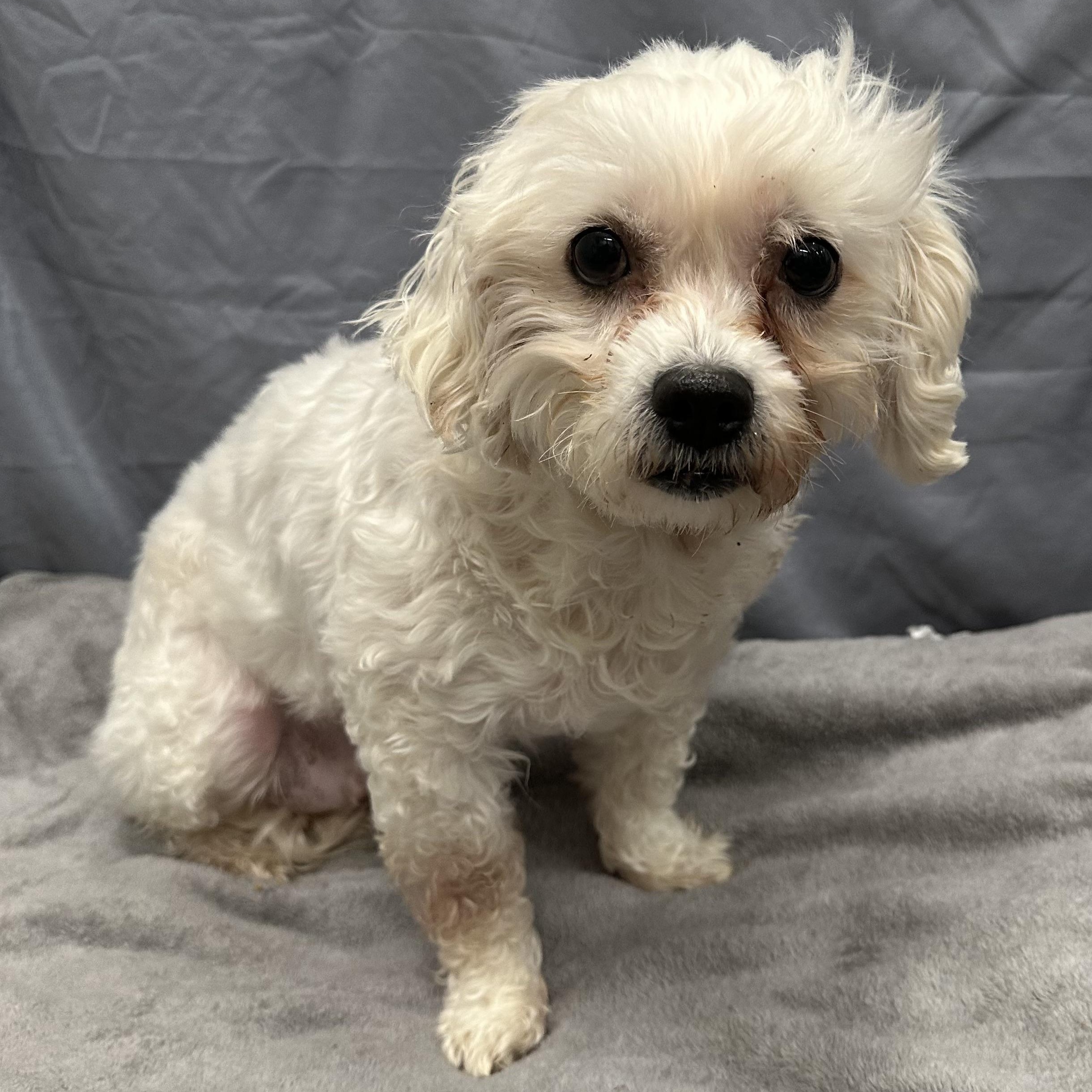 Enlarge Mesa-Foster Home Needed, a ADOPTABLE Bichon Frise in Hartland, WI image 2/6