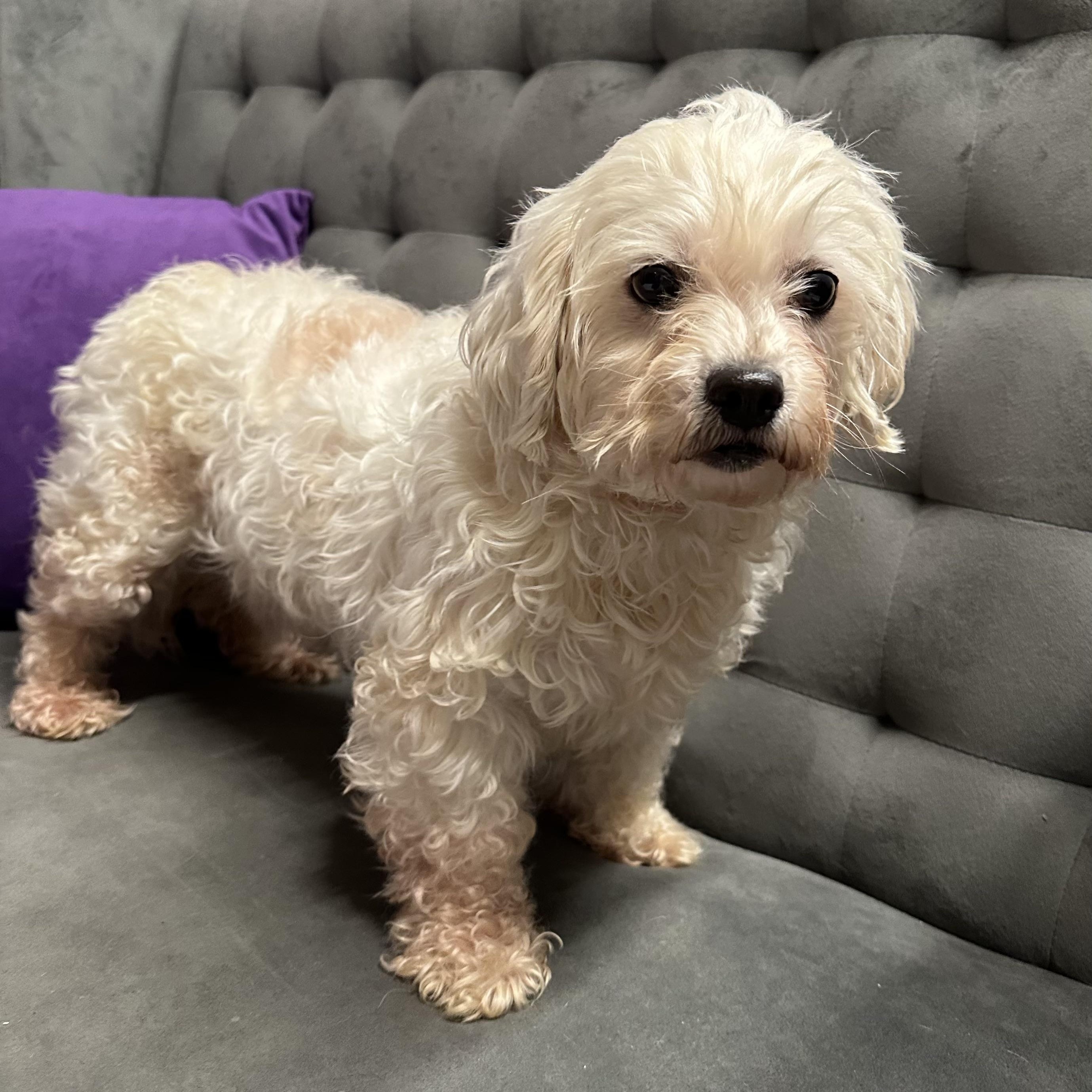 Enlarge Mesa-Foster Home Needed, a ADOPTABLE Bichon Frise in Hartland, WI image 2/6