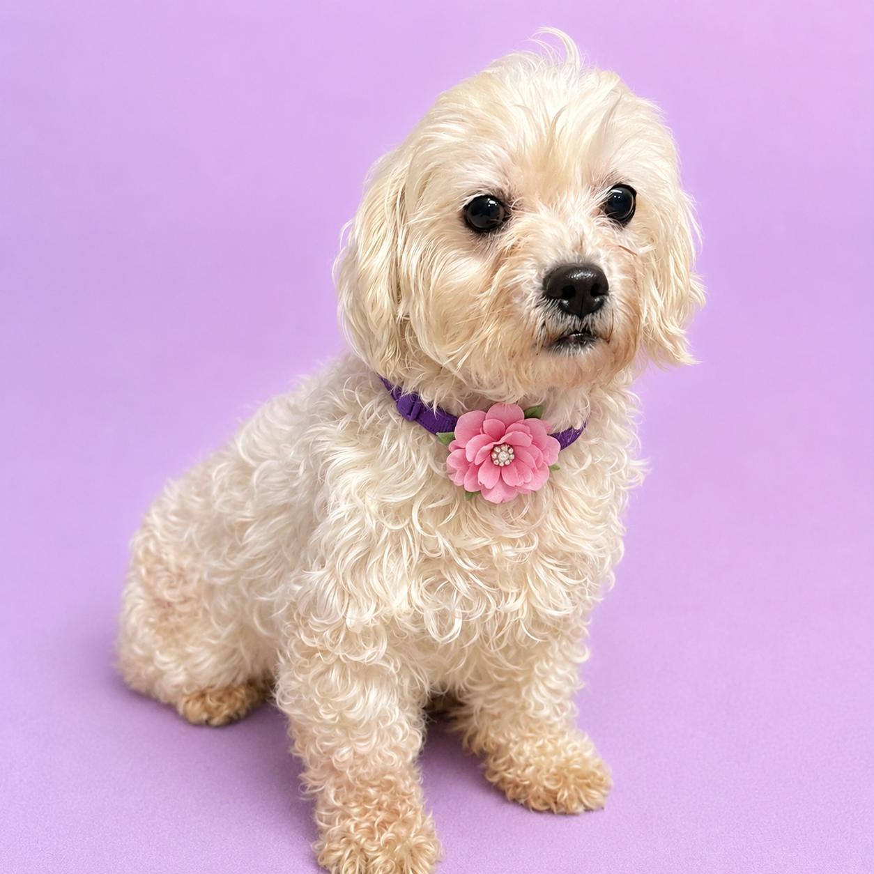 Mesa-Foster Home Needed, ADOPTABLE, Adult Female Bichon Frise.