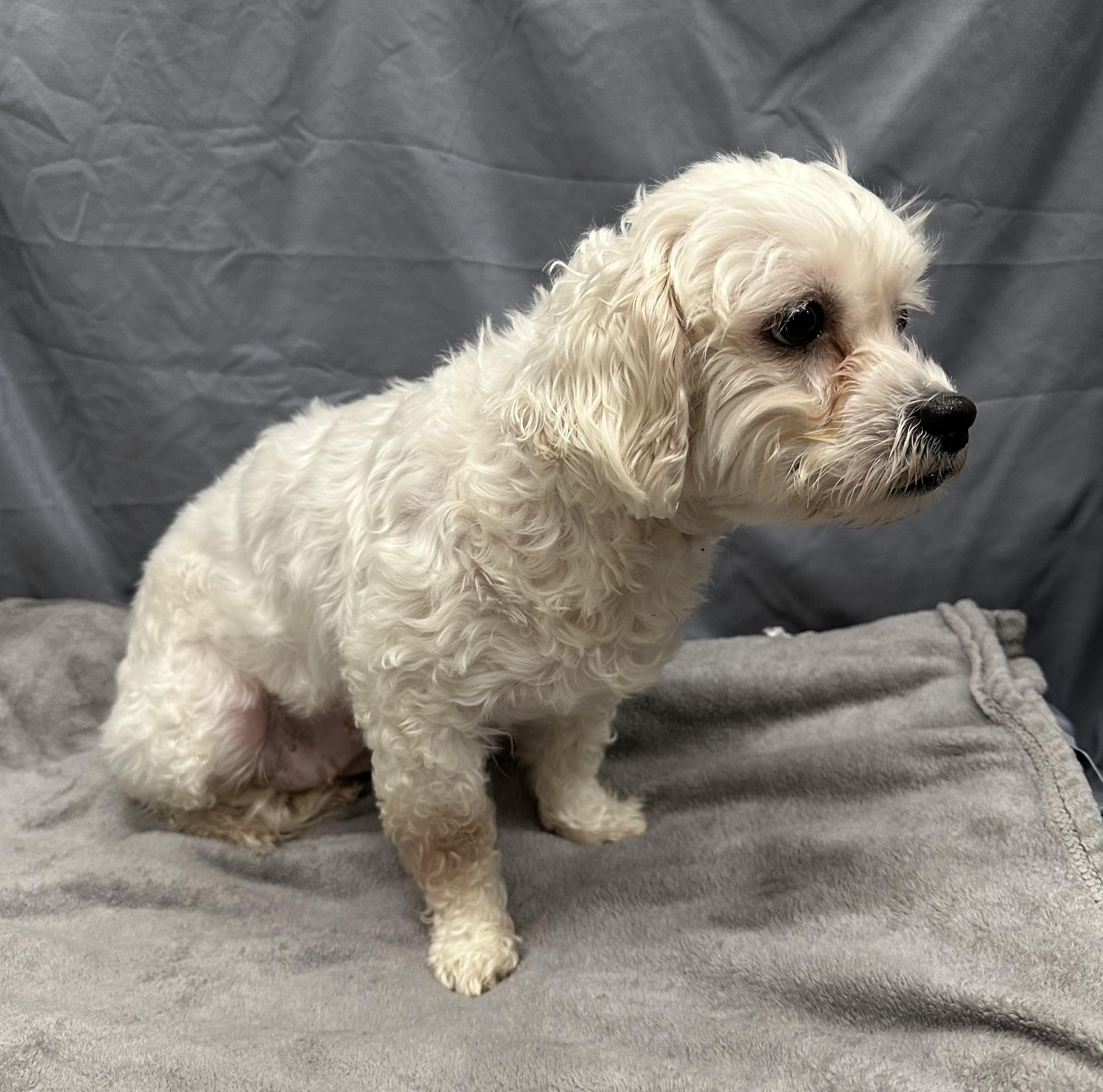Enlarge Mesa-Foster Home Needed, a ADOPTABLE Bichon Frise in Hartland, WI image 3/6