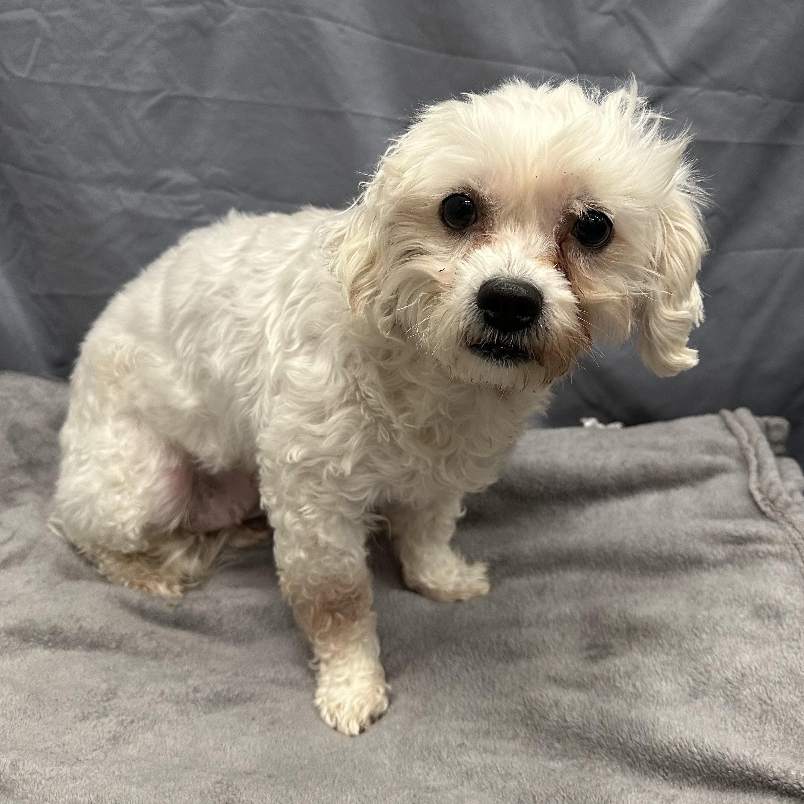 Enlarge Mesa-Foster Home Needed, a ADOPTABLE Bichon Frise in Hartland, WI image 5/6