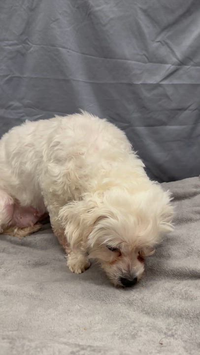 Enlarge Mesa-Foster Home Needed, a ADOPTABLE Bichon Frise in Hartland, WI video 6/6