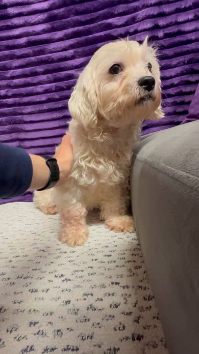 Enlarge Mesa-Foster Home Needed, a ADOPTABLE Bichon Frise in Hartland, WI video 6/6