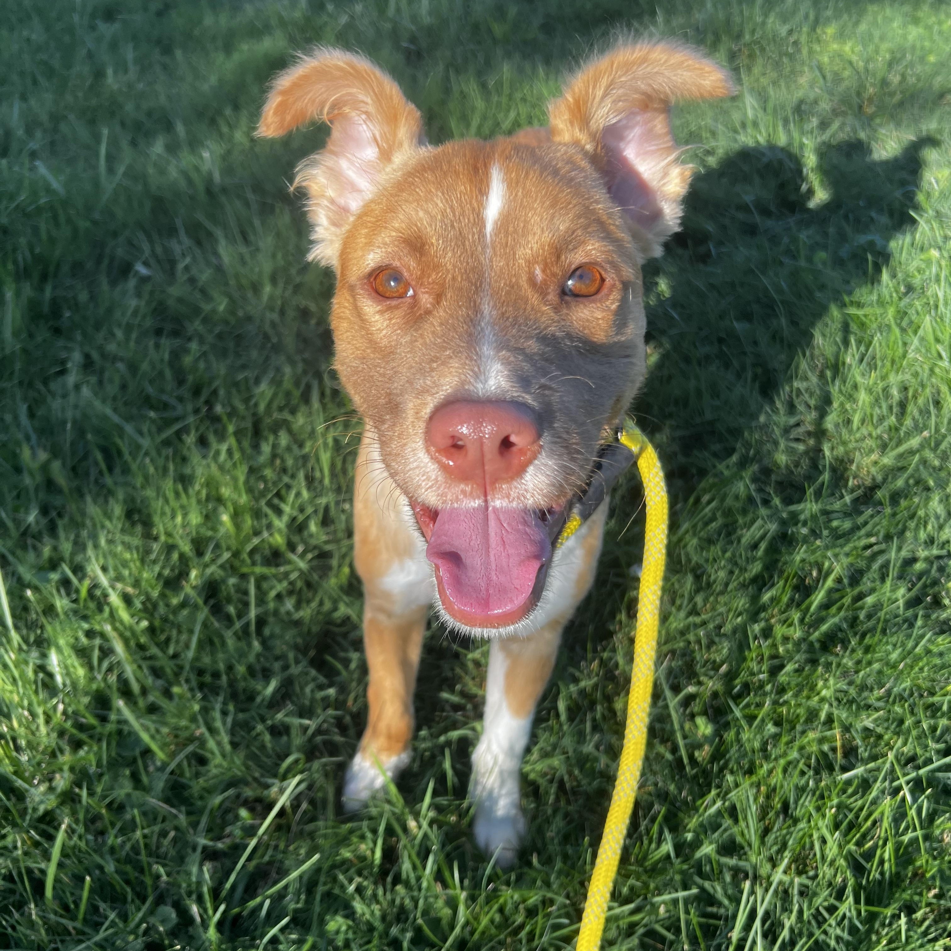 Bingo, a ADOPTABLE mixed breed in Alexandria, VA image 5/6