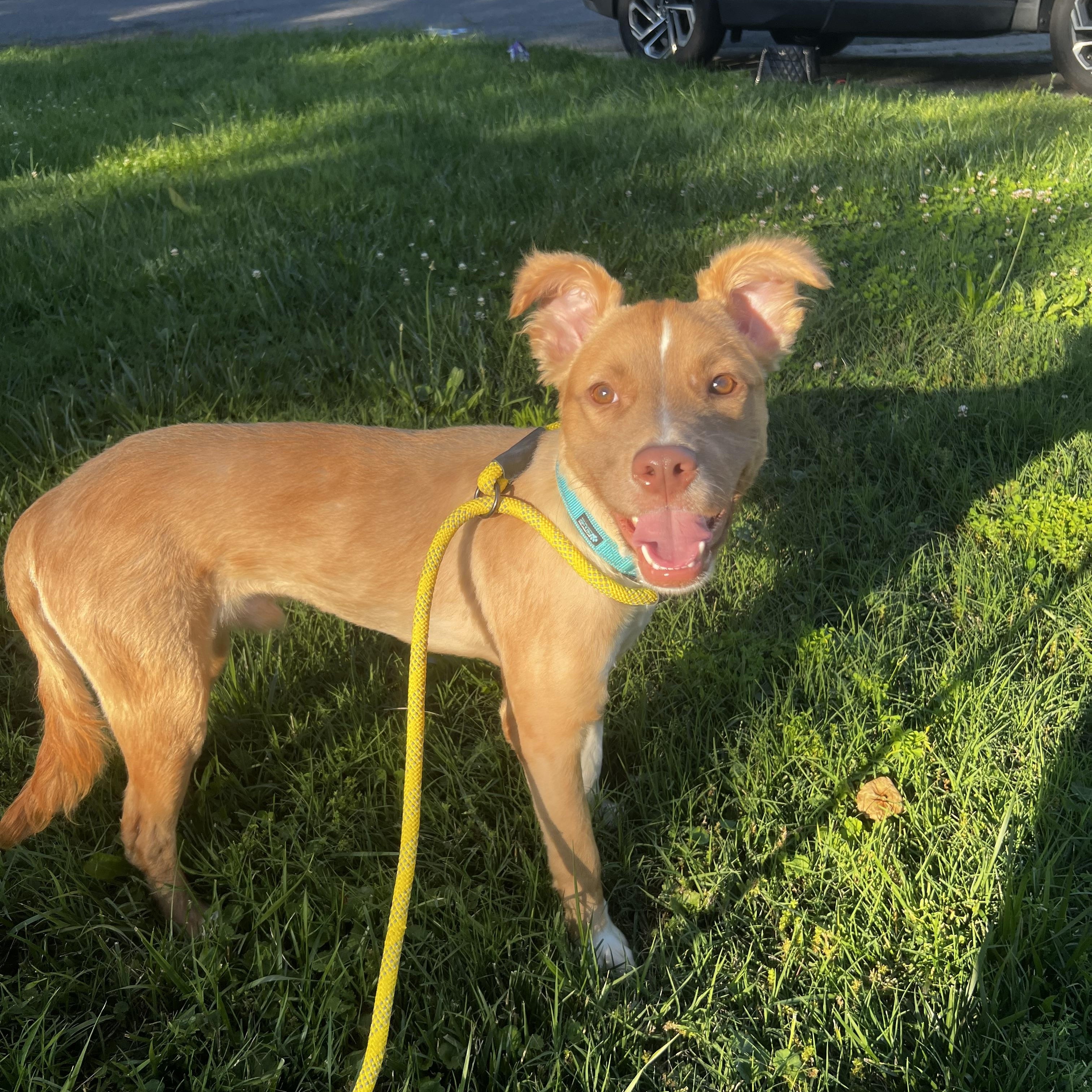 Bingo, a ADOPTABLE mixed breed in Alexandria, VA image 3/6
