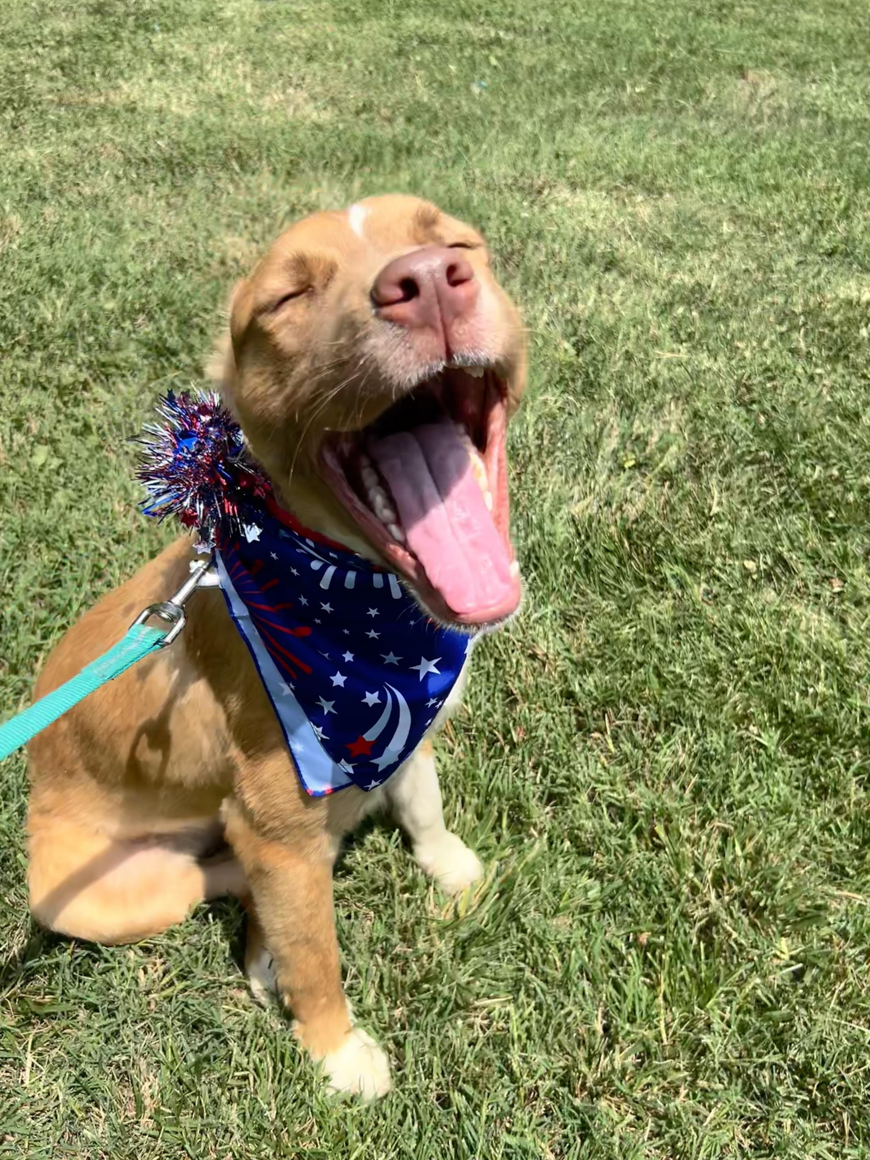 Bingo, a ADOPTABLE mixed breed in Alexandria, VA image 2/6