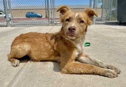 Bingo, a ADOPTABLE mixed breed in Alexandria, VA image 1/6