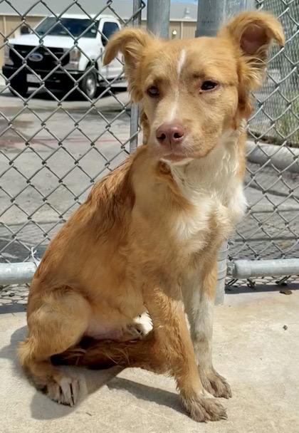 Bingo, a ADOPTABLE mixed breed in Alexandria, VA image 6/6