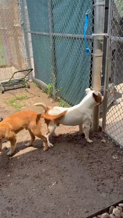Enlarge Bingo, a ADOPTABLE mixed breed in Alexandria, VA video 4/6