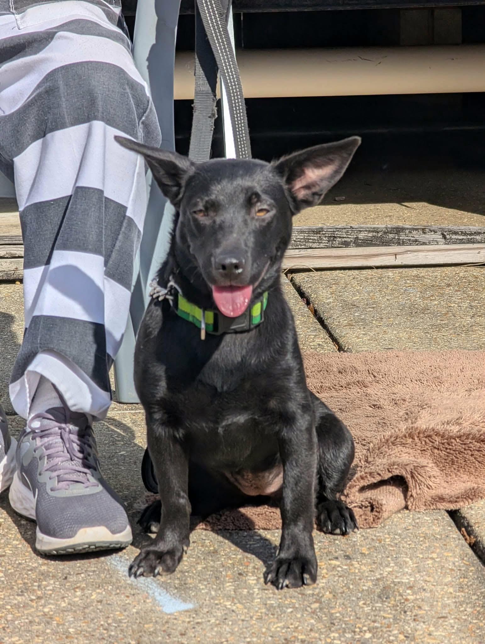 Millie , adopted, Young Female Shepherd.