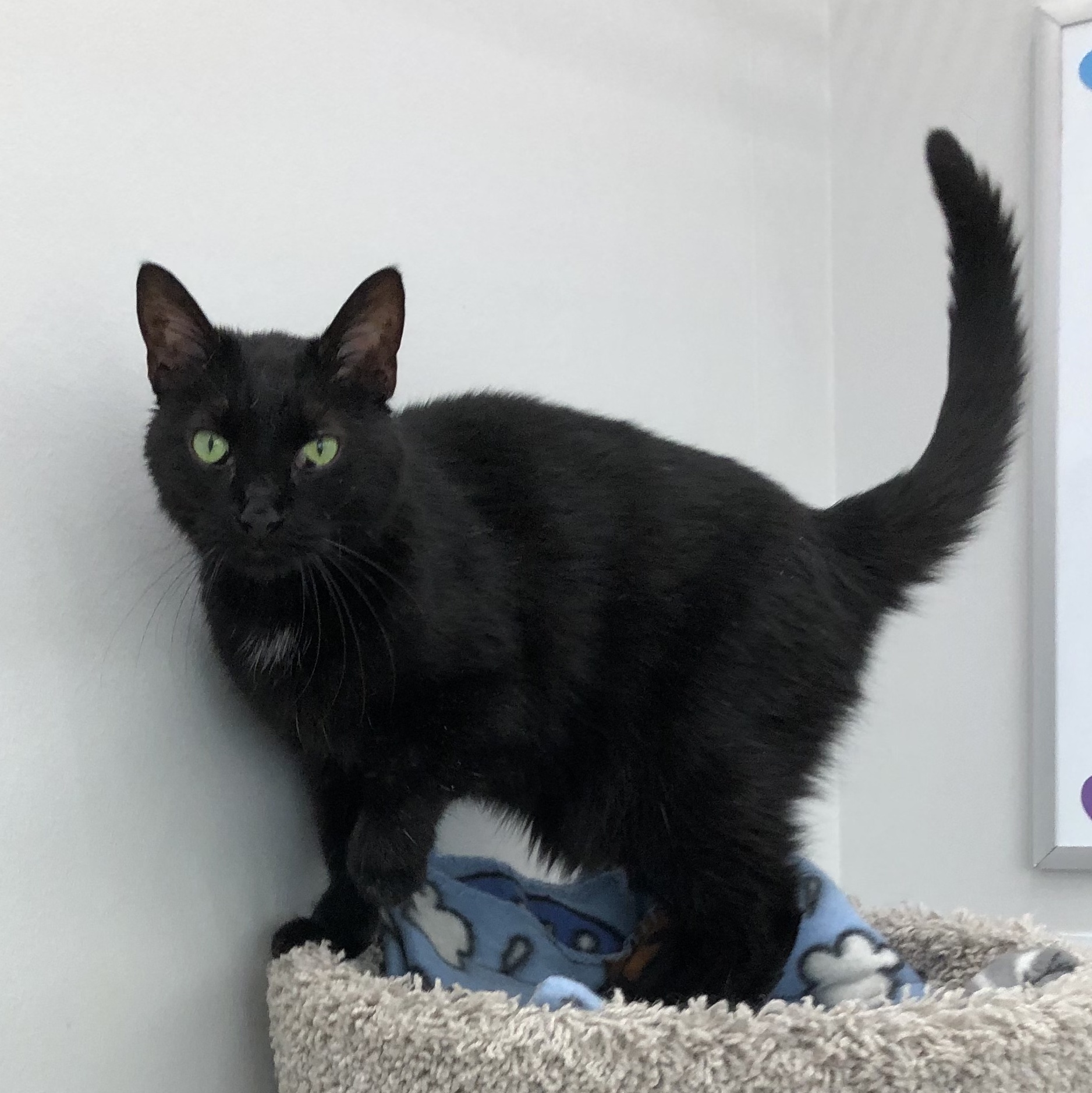 Thelma, Adoptable, Adult Female Domestic Short Hair.