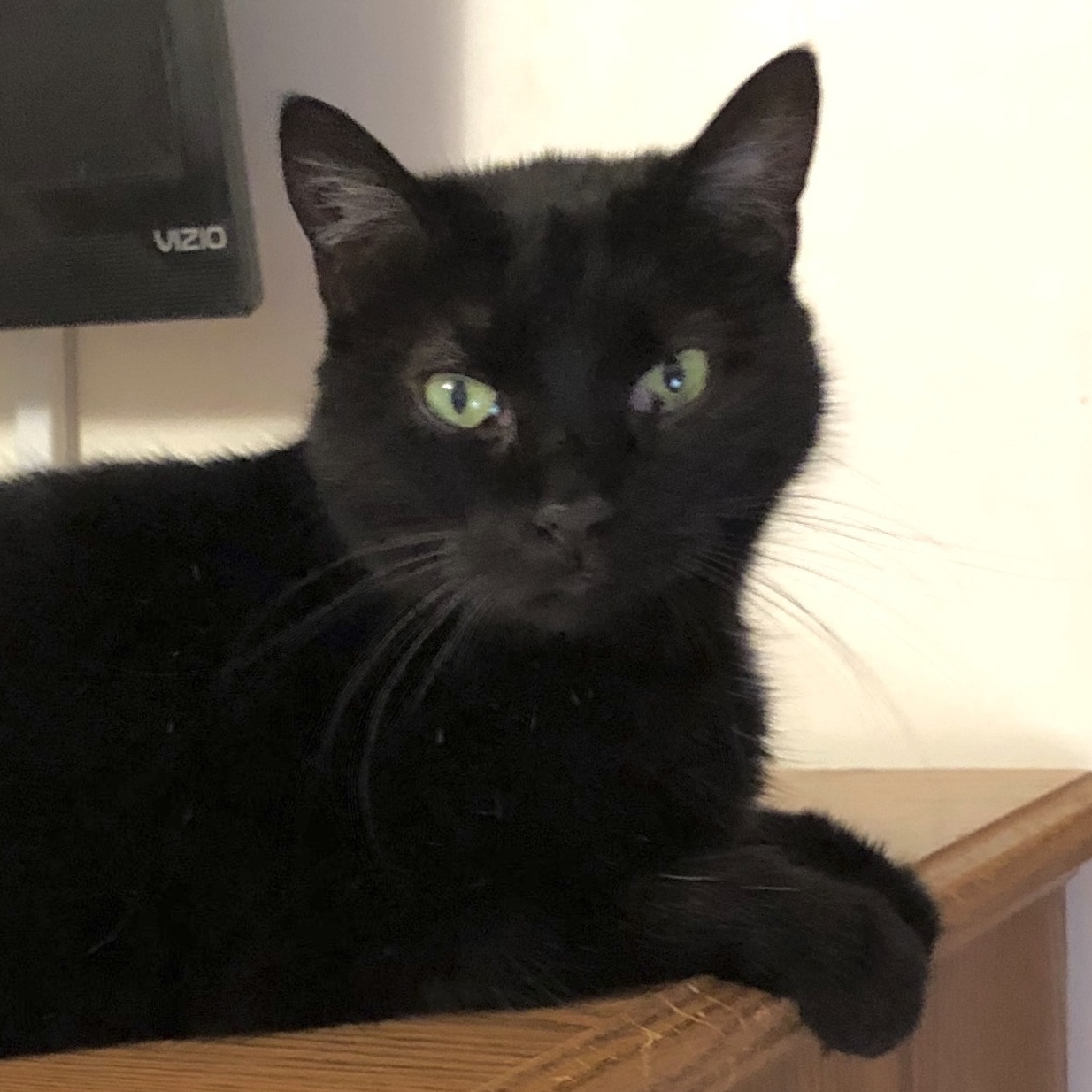 Thelma, a Adoptable Domestic Short Hair in Goshen, IN image 2/4