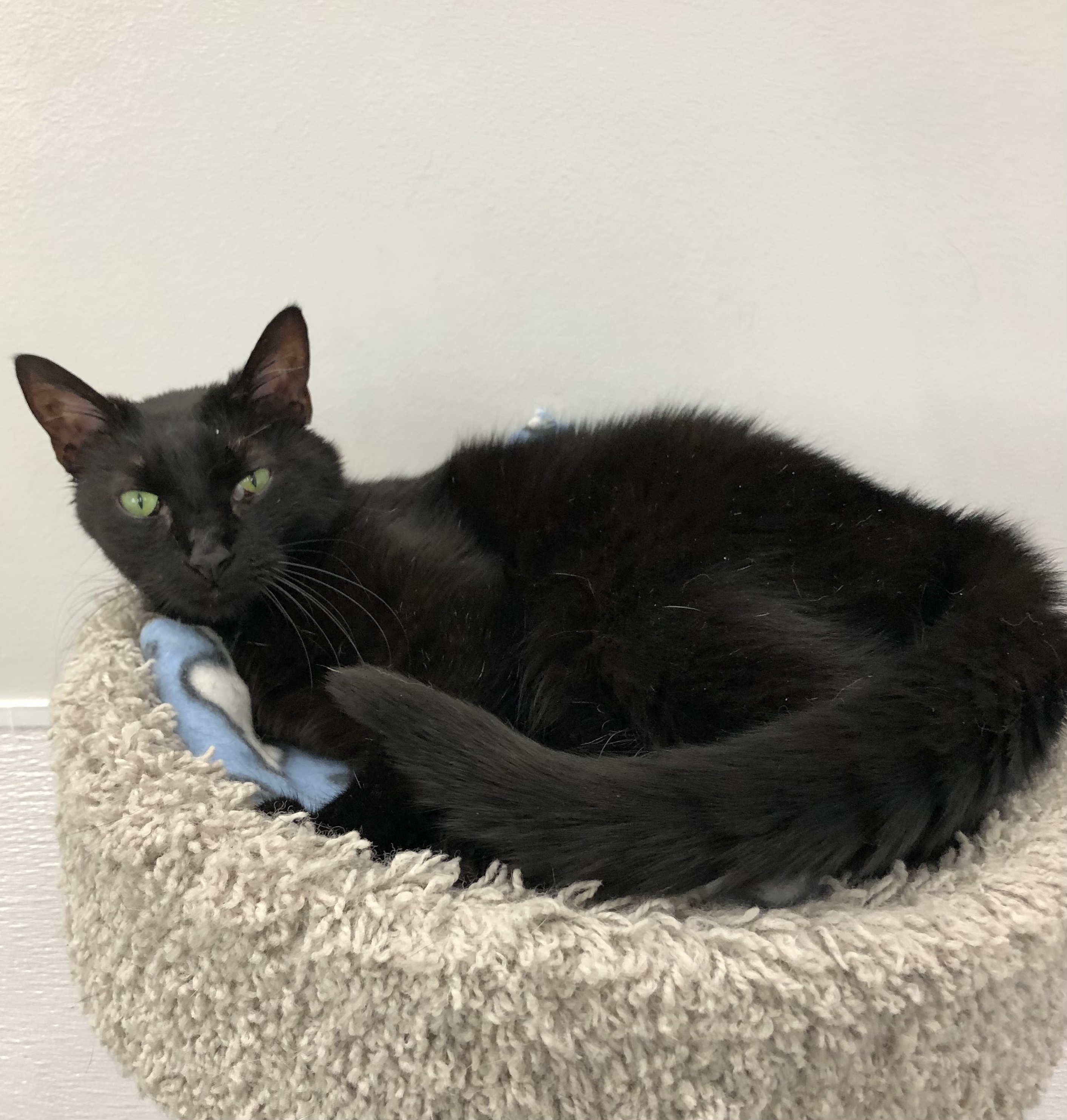 Thelma, a Adoptable Domestic Short Hair in Goshen, IN image 3/4