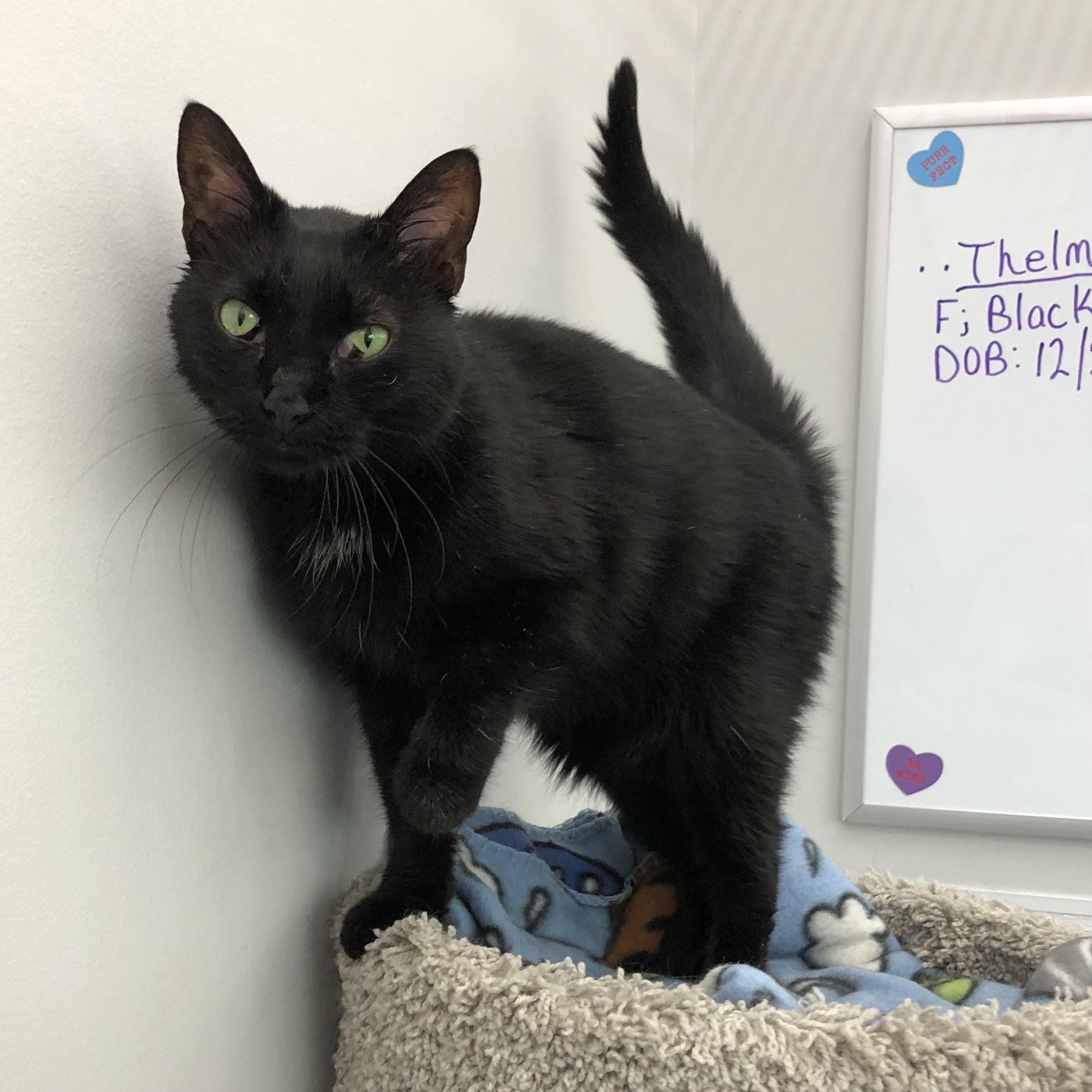 Thelma, a Adoptable Domestic Short Hair in Goshen, IN image 4/4