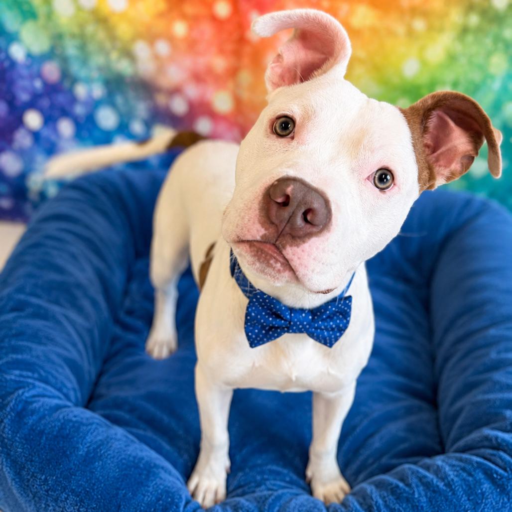 U-Haul, Adoptable, Young Male Mixed Breed & Mixed Breed.