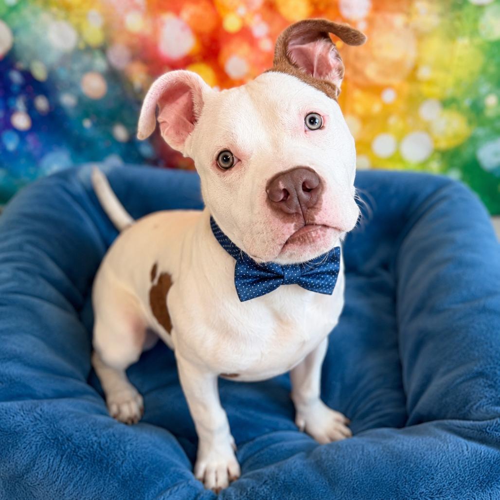 Enlarge U-Haul, a Adoptable mixed breed in Binghamton, NY image 2/6