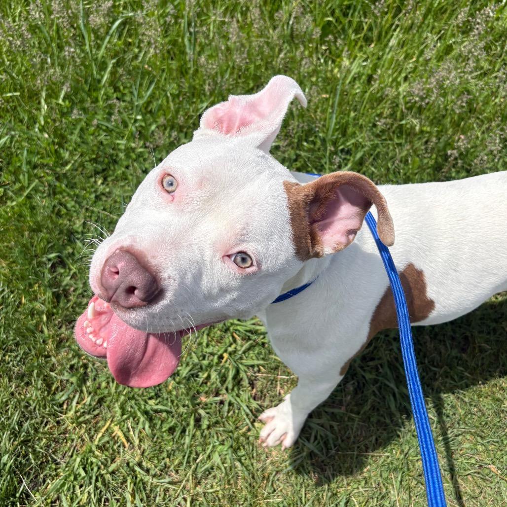 Enlarge U-Haul, a Adoptable mixed breed in Binghamton, NY image 3/6