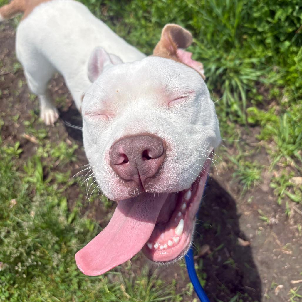 Enlarge U-Haul, a Adoptable mixed breed in Binghamton, NY image 4/6