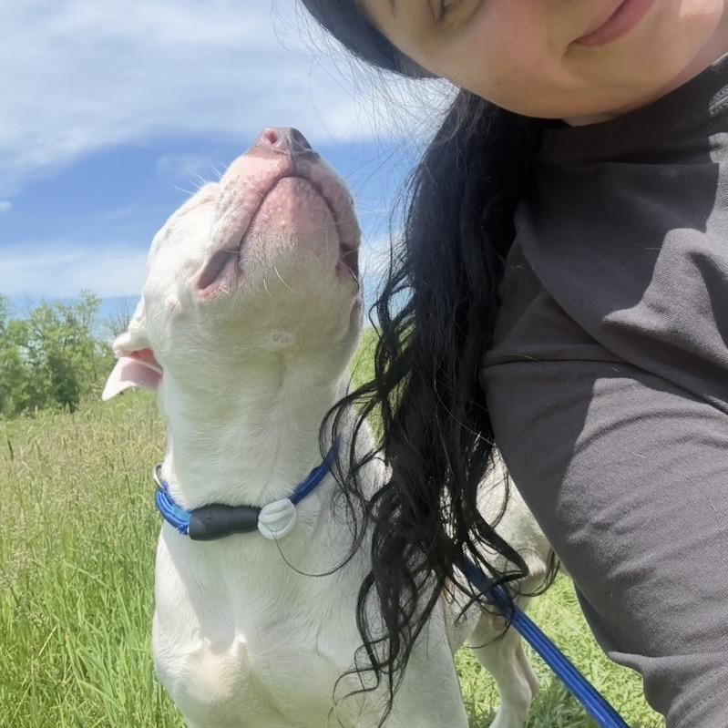 Enlarge U-Haul, a Adoptable mixed breed in Binghamton, NY image 5/6