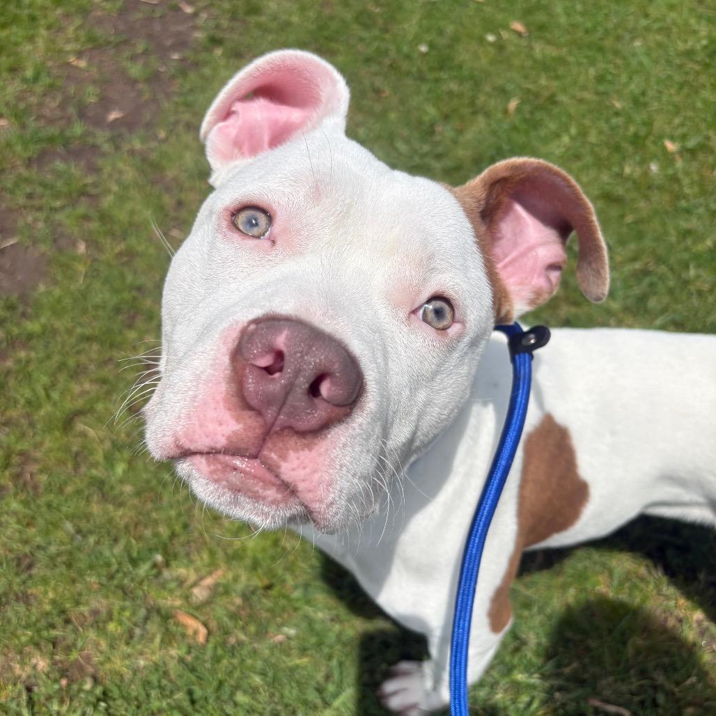 Enlarge U-Haul, a Adoptable mixed breed in Binghamton, NY image 6/6