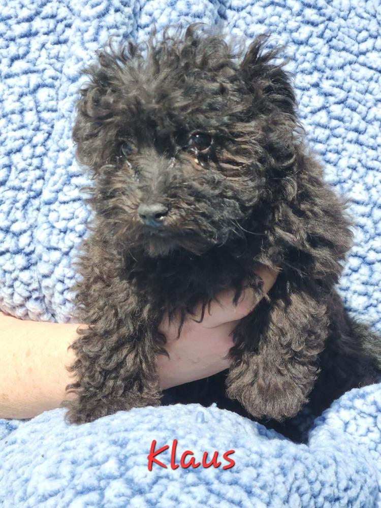 Enlarge Klaus, a Adoptable mixed breed in Waterloo, IL image 1/1