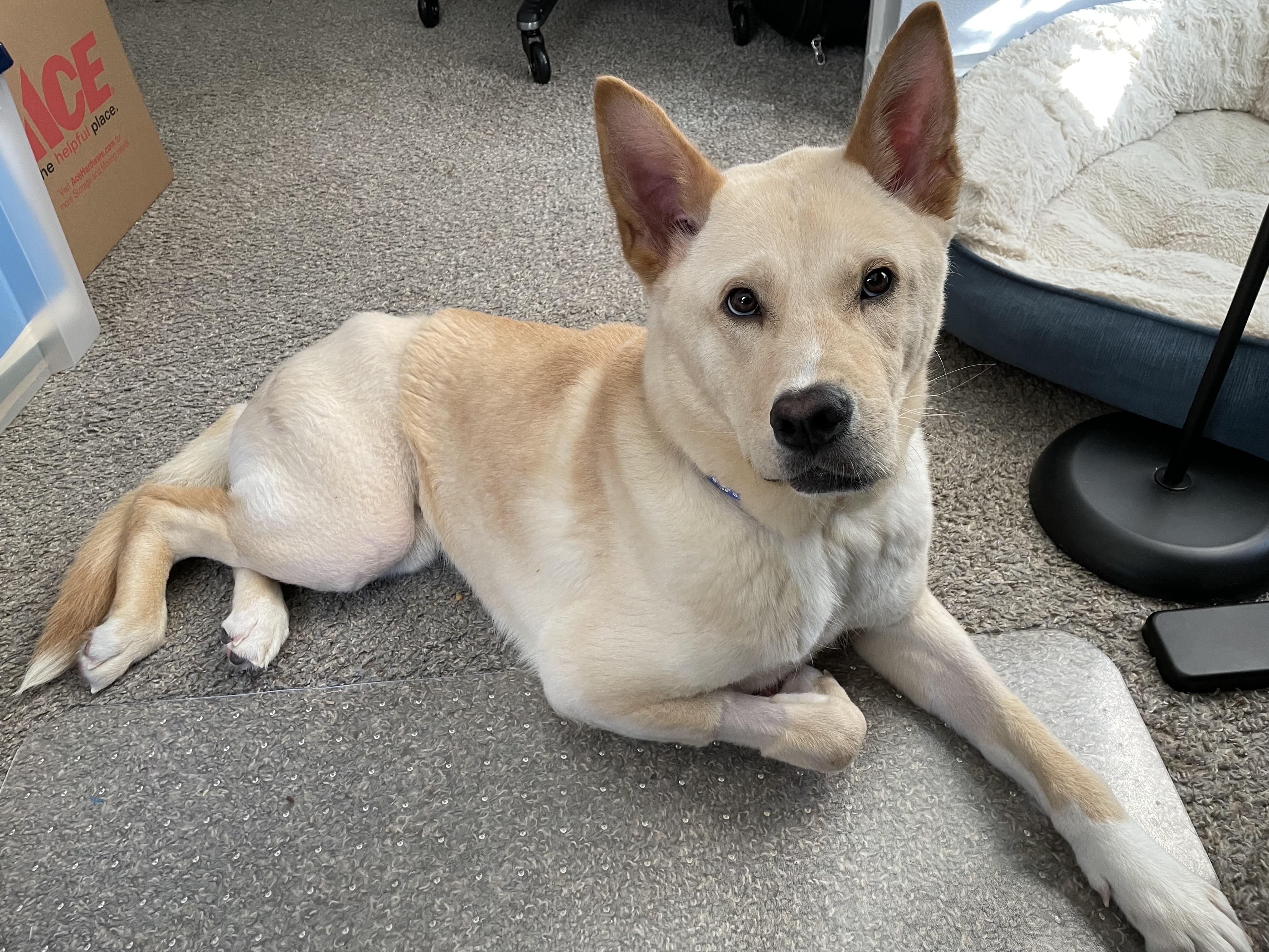 Tango, ADOPTABLE, Adult Male Carolina Dog & Husky.