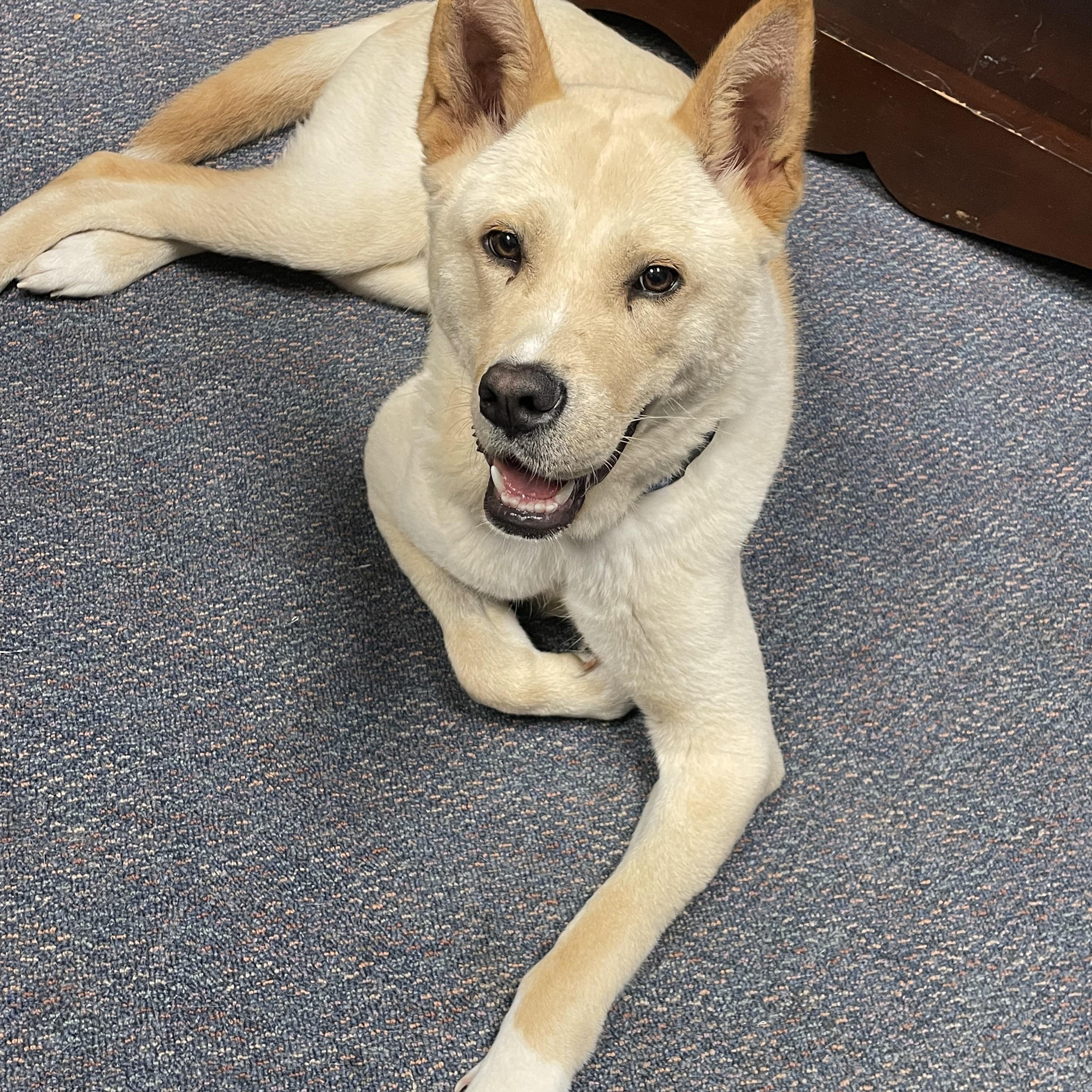 Tango, a ADOPTABLE mixed breed in Medfield, MA image 2/3