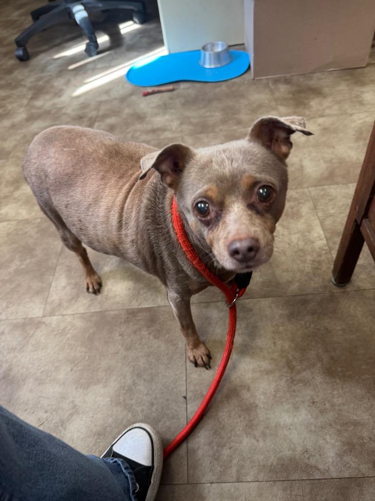 Gizmo, Adoptable, Adult Male Miniature Pinscher & Chihuahua.