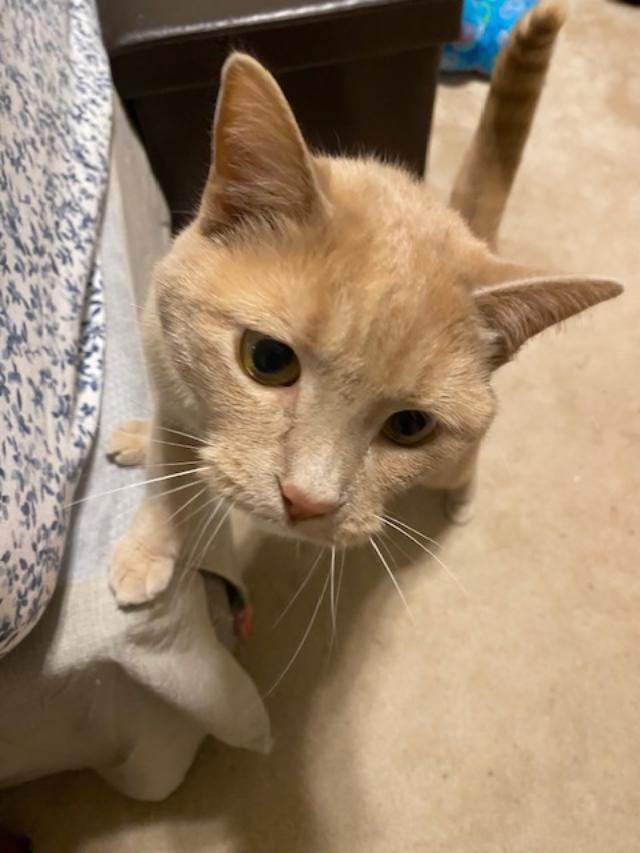 BUFFY, Adopted, Adult Female American Shorthair.