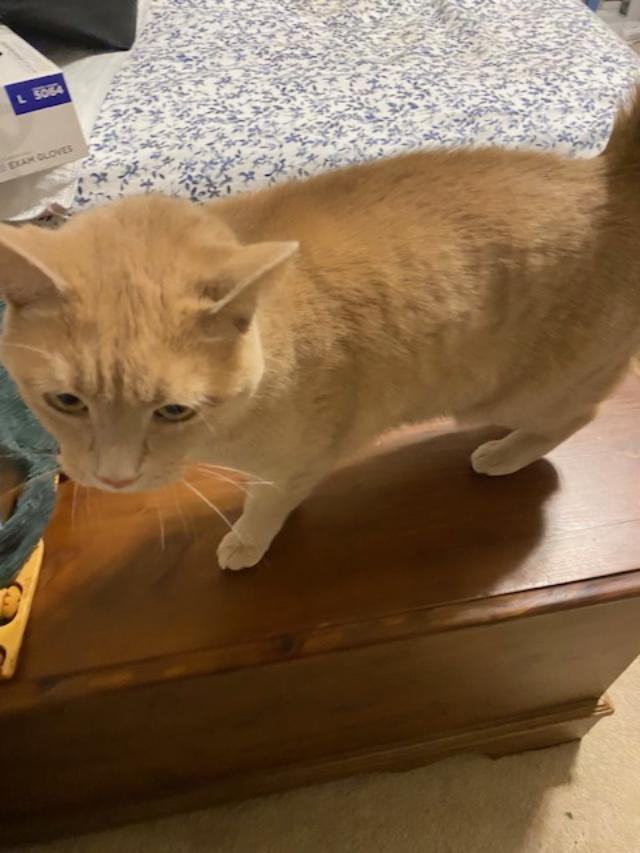 Enlarge BUFFY, a Adopted American Shorthair in Phoenix, AZ image 2/2