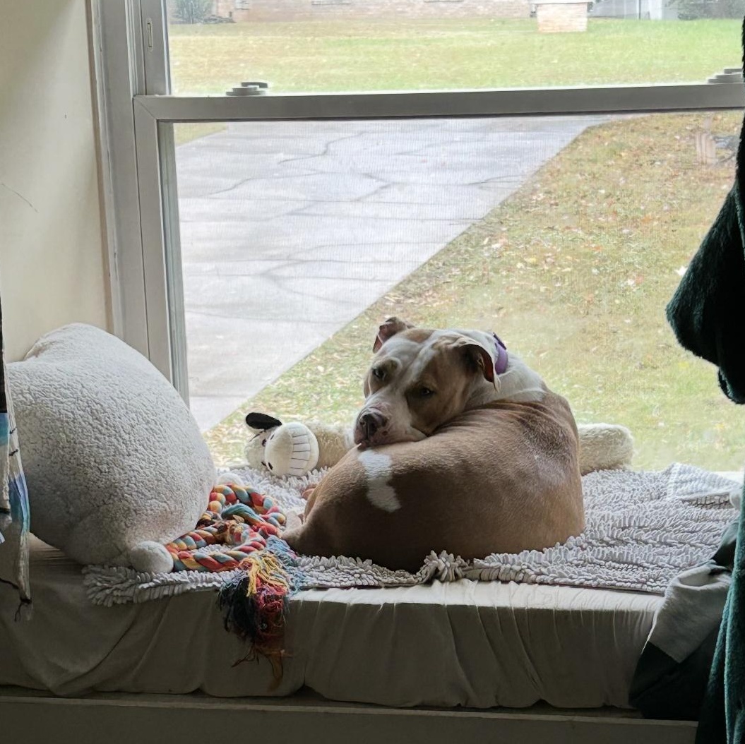 Enlarge Bindi, a Adoptable mixed breed in Charlotte, NC image 4/6