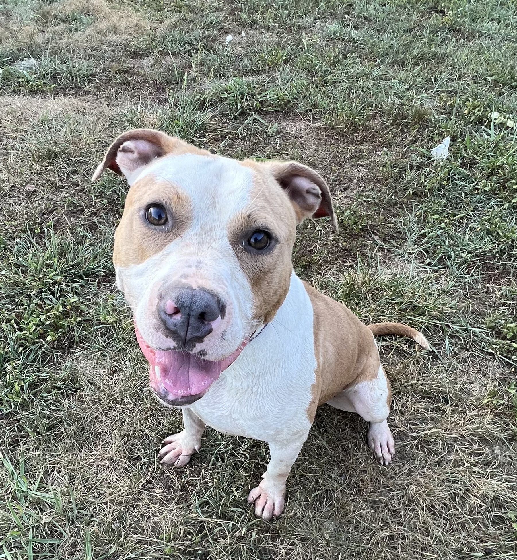 Enlarge Bindi, a Adoptable mixed breed in Charlotte, NC image 6/6